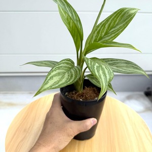 アグラオネマ・カーティシー