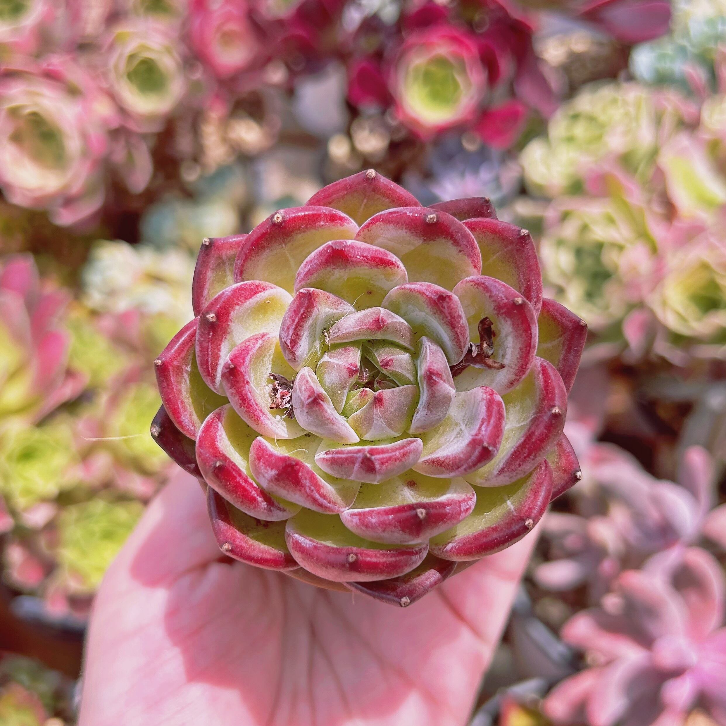 現物 多肉植物 シャンペーンxルビン | るる農園~多肉植物専門