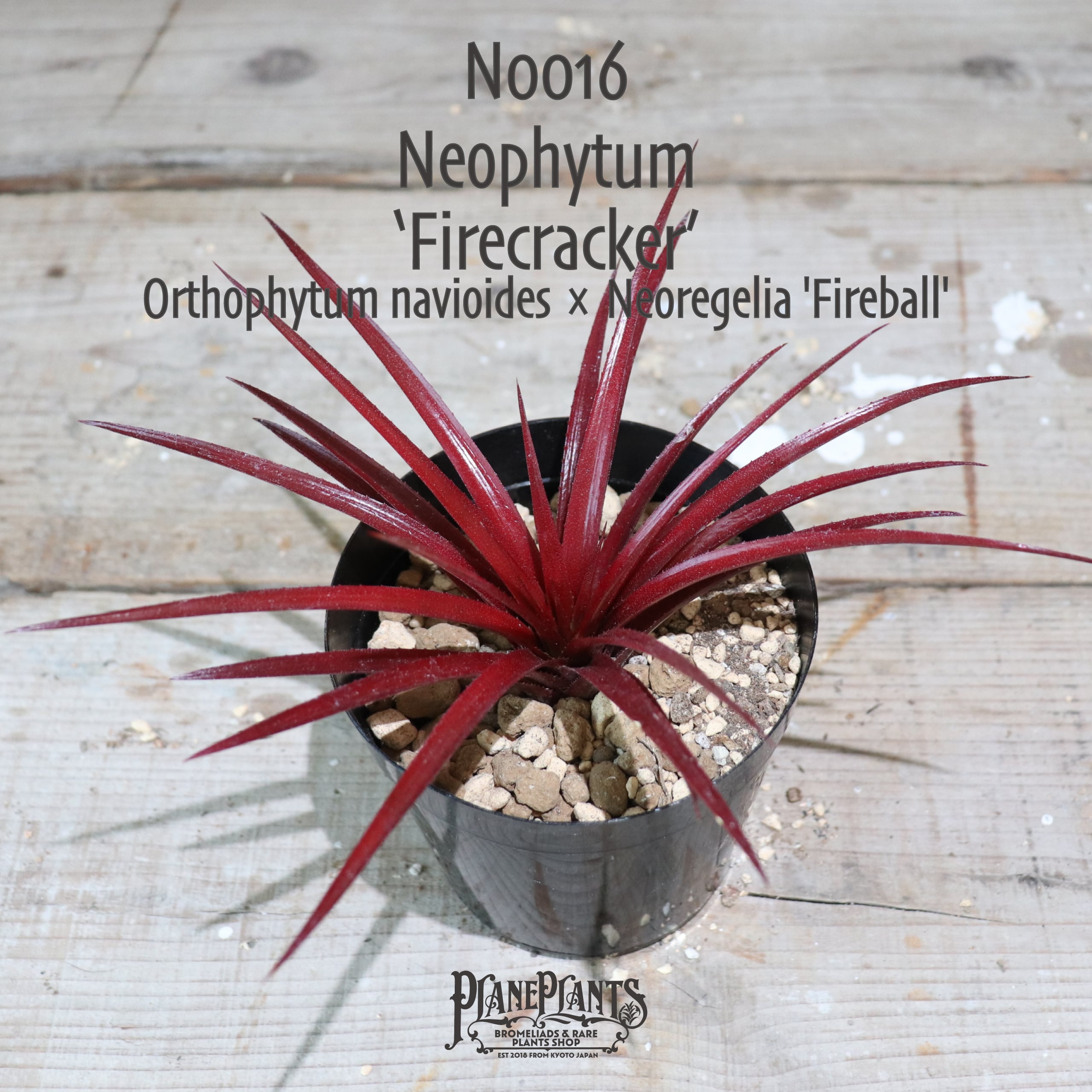 ネオフィタム・アンドロメダ 送料無料】Firecracker〔ネオフィタム〕現品発送N0016 | plane plants