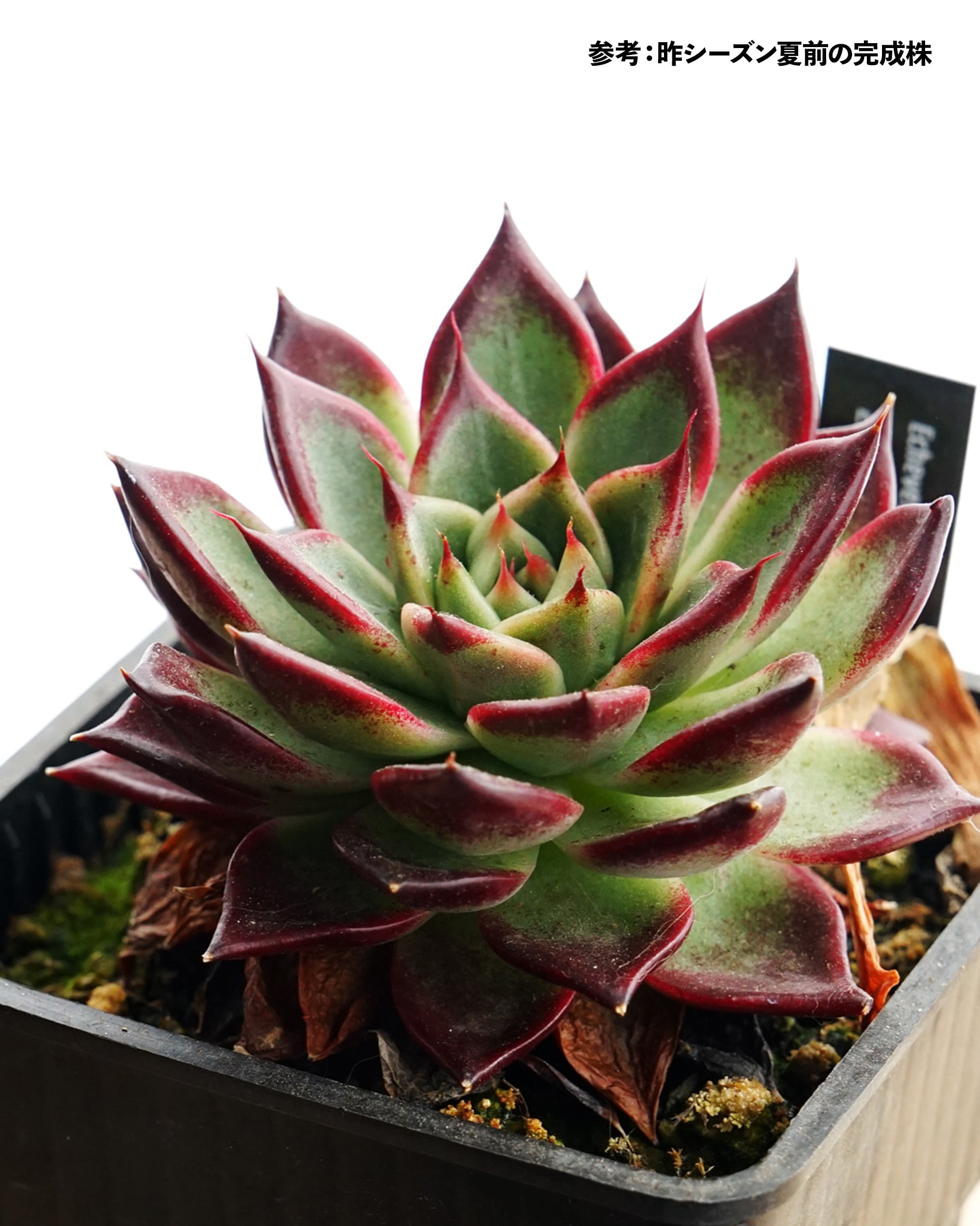 Top【選抜株】多肉植物　22126ブラックナイト 105個　プラグトレー苗 カット苗 ブラックナイト Echeveria 'Dark Night' | PUKUBOOK SUCCULENTS