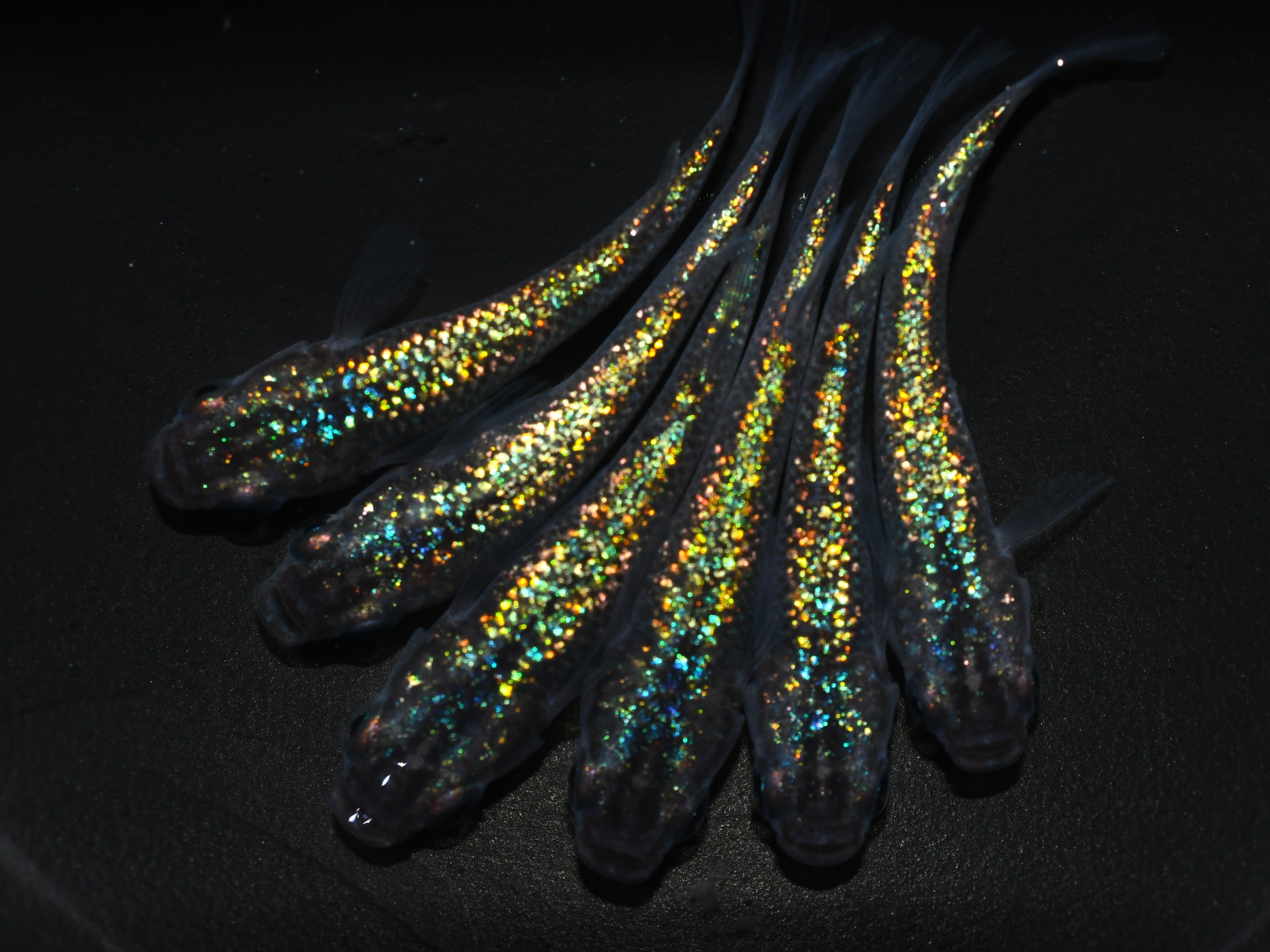 サファ王【成魚販売】2ペア | メダカめだかのネット販売ショップ