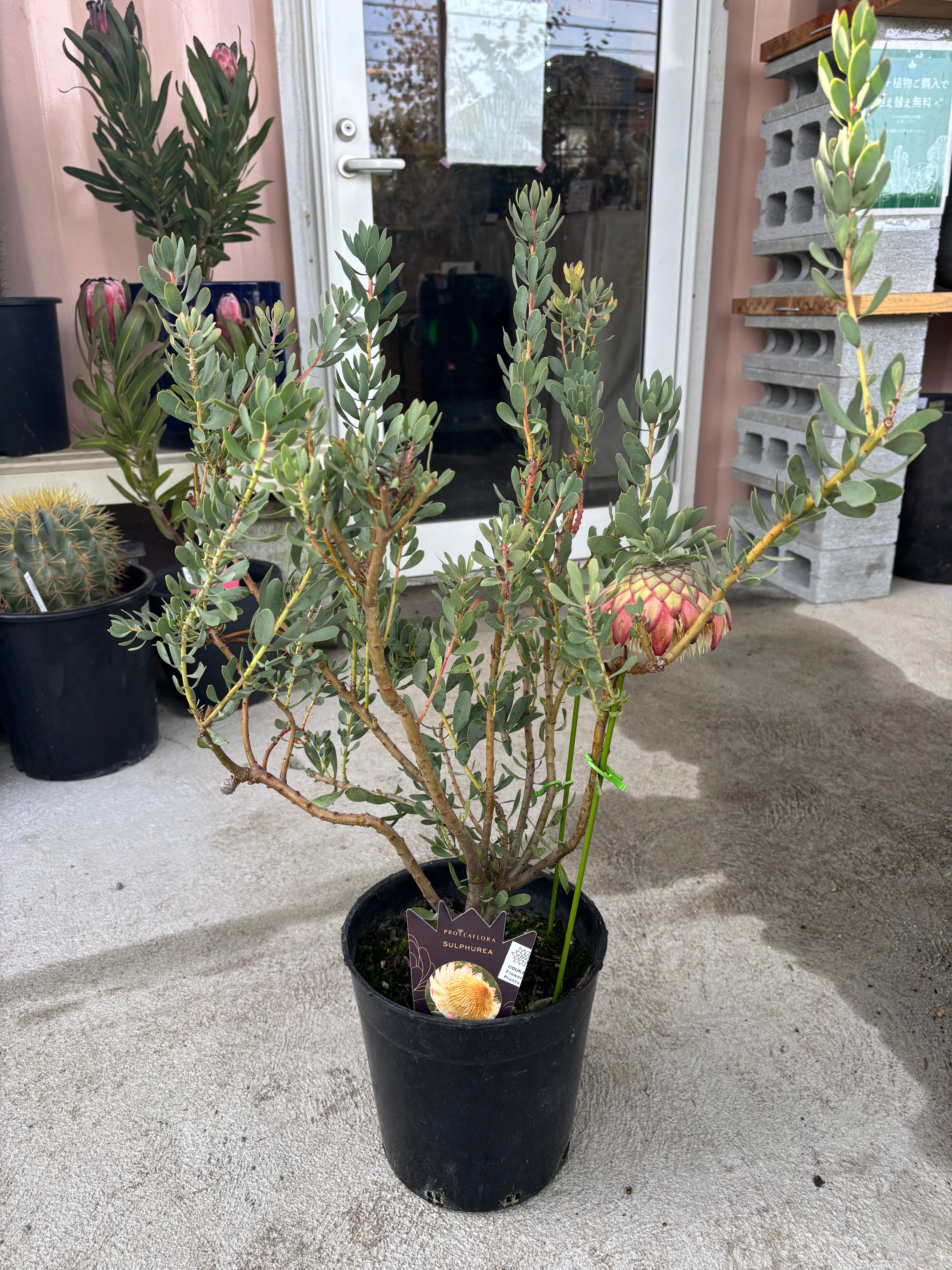 プロテアサルフレア　7号　希少　大株 プロテア サルフレア | MELLOW Plants & Coffee
