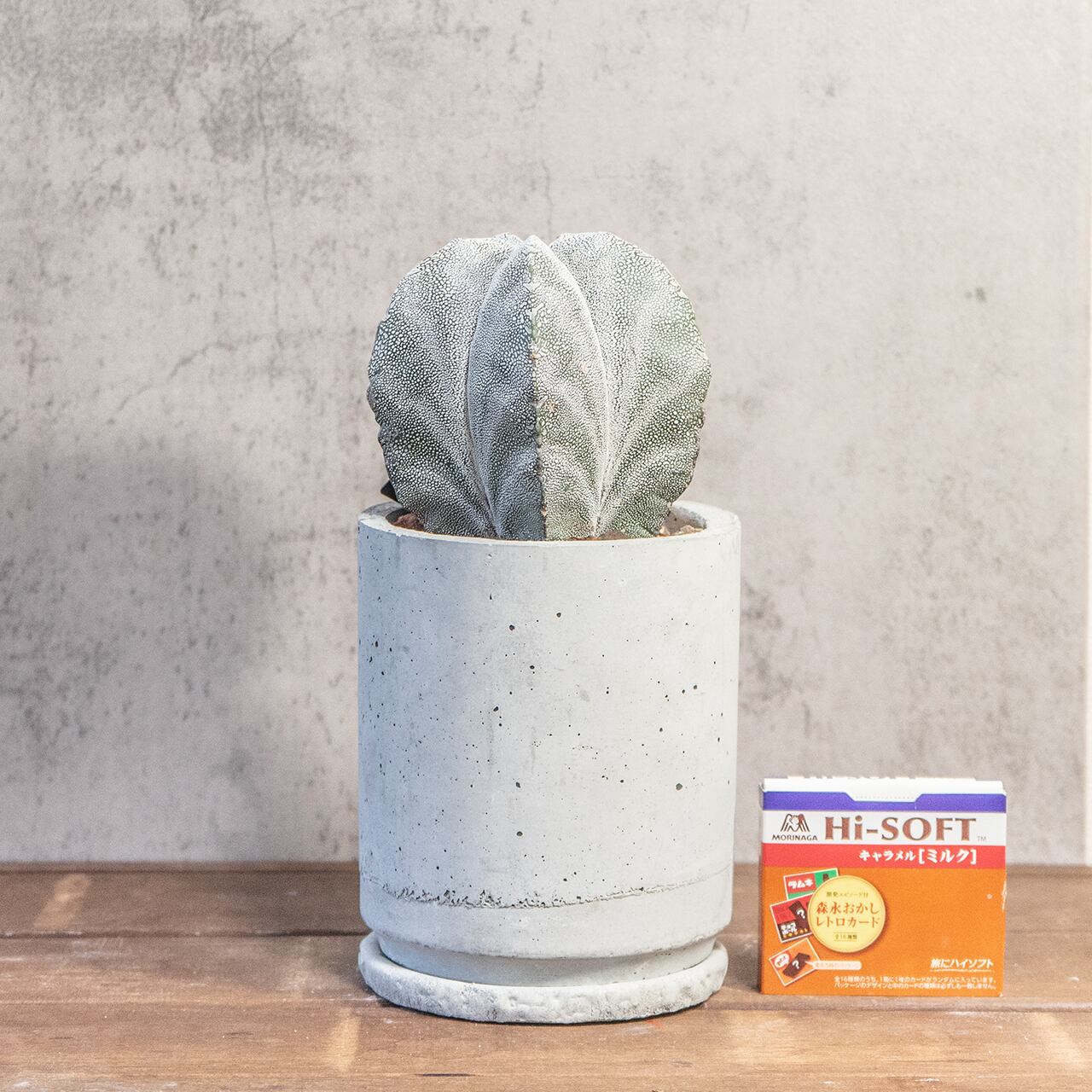 恩塚ランポー玉|年月を重ね膨らんだ存在感、細かな白斑が映える一点物【手づくりモルタル鉢】