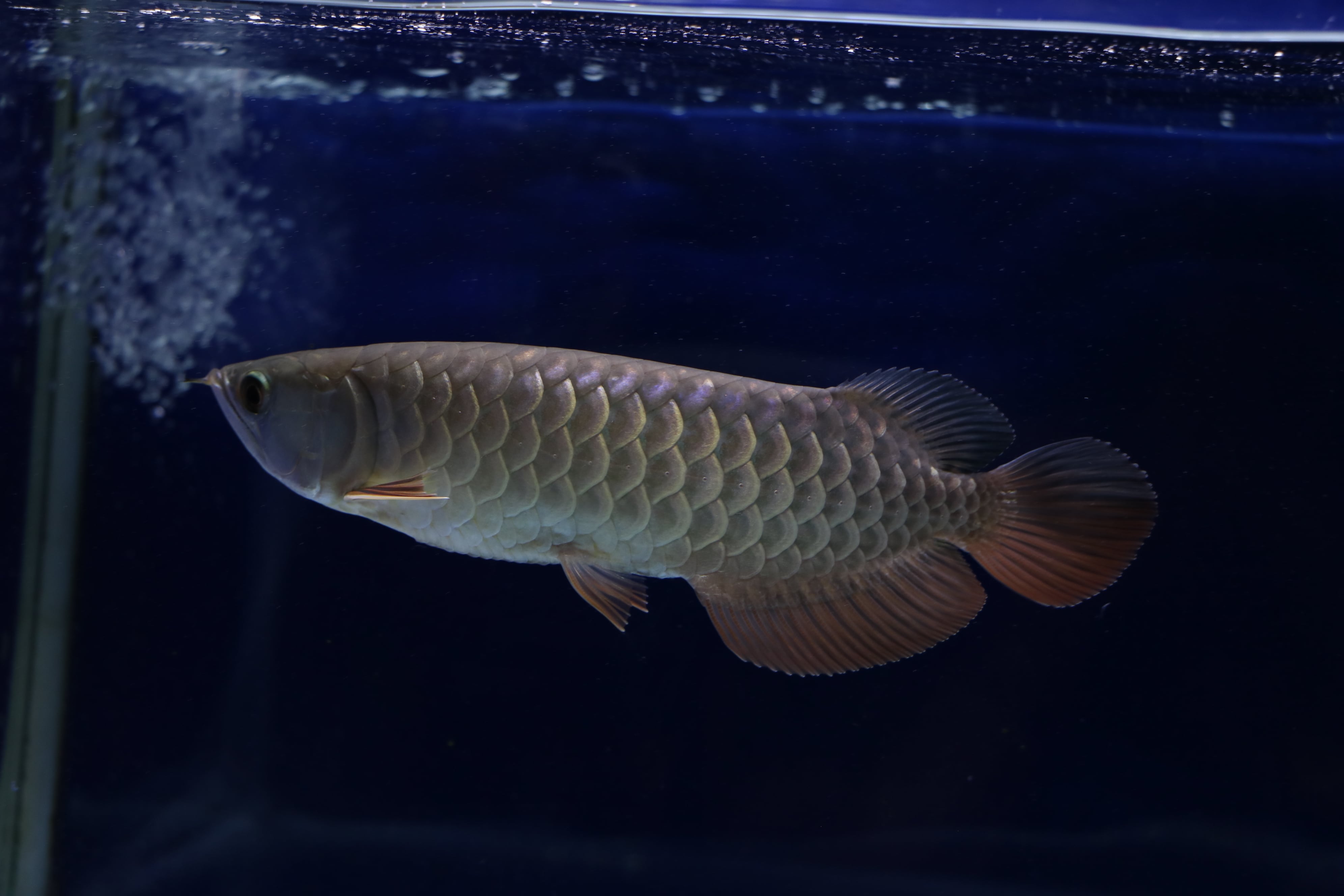 セール☆過背金龍ブルーベース ±23㎝ | アロワナ等の大型魚・熱帯魚の