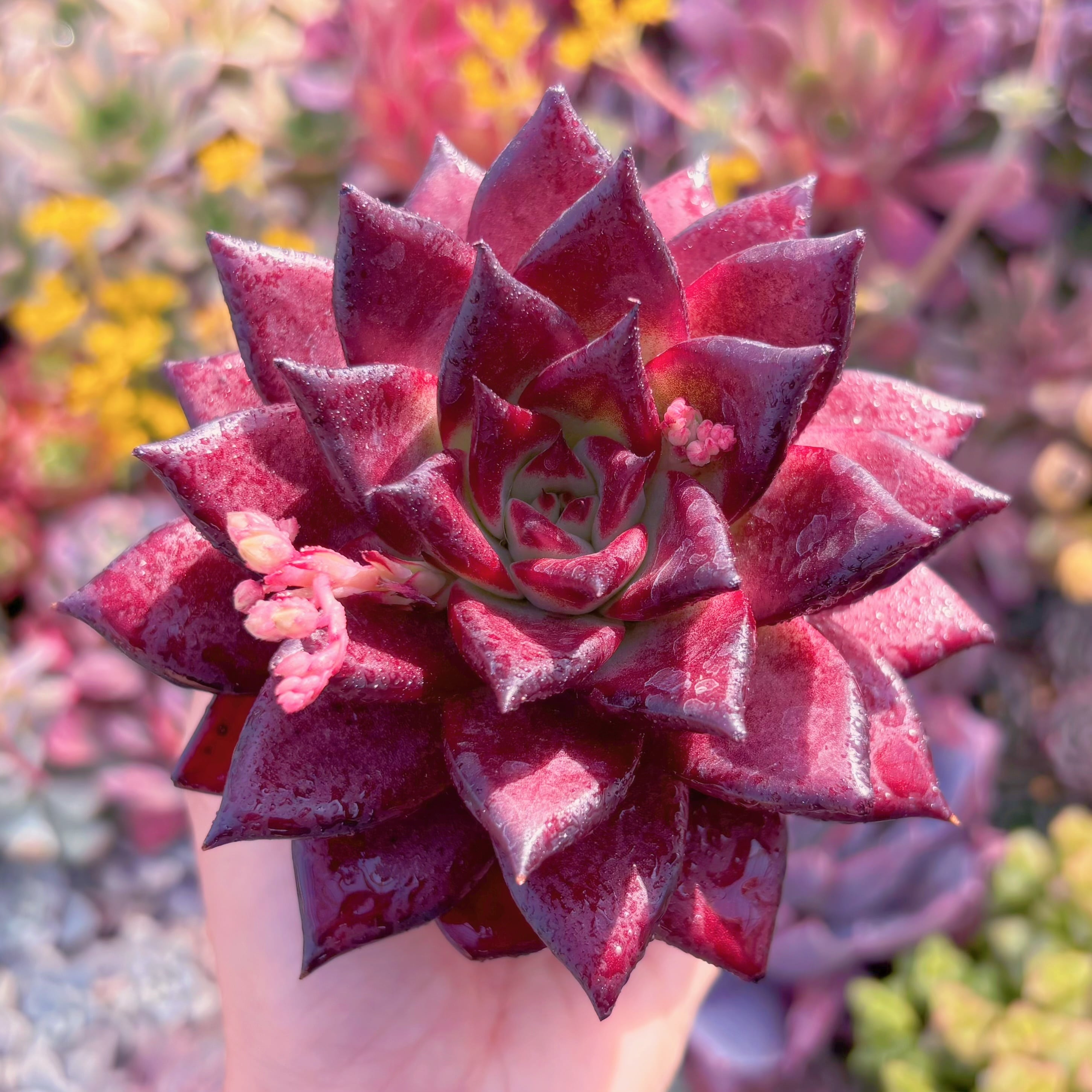 現品　ロメオルビン#E07　超美苗　るる農園