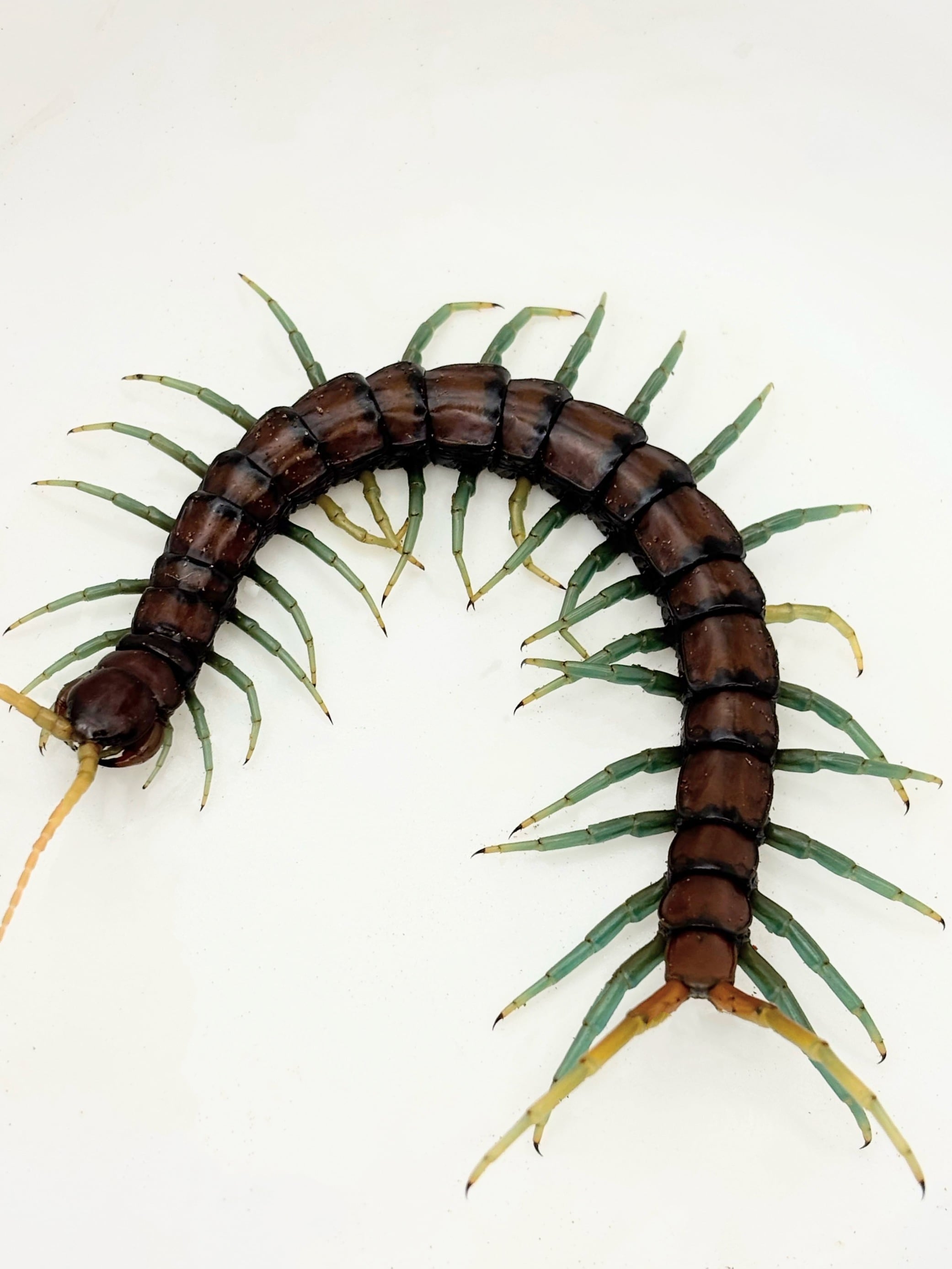 特大ペルビアンジャイアントセンチピード34cm 欠損あり ペルビアンジャイアントセンチピード 1匹 | まるころ商店〜まるくて