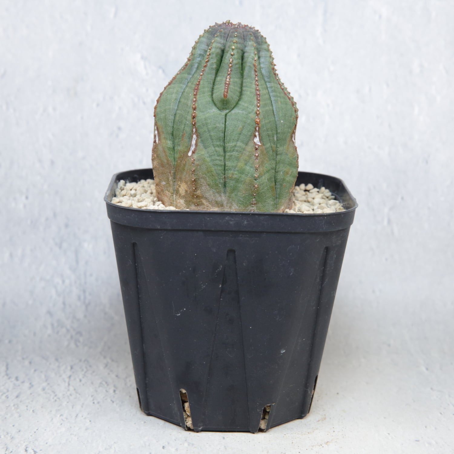 木質化 マウンテン オベサ / ユーフォルビア | LIGHTHOUSE.PLANTS