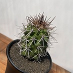 Copiapoa desertorum【コピアポア・デセルトルム・実生】
