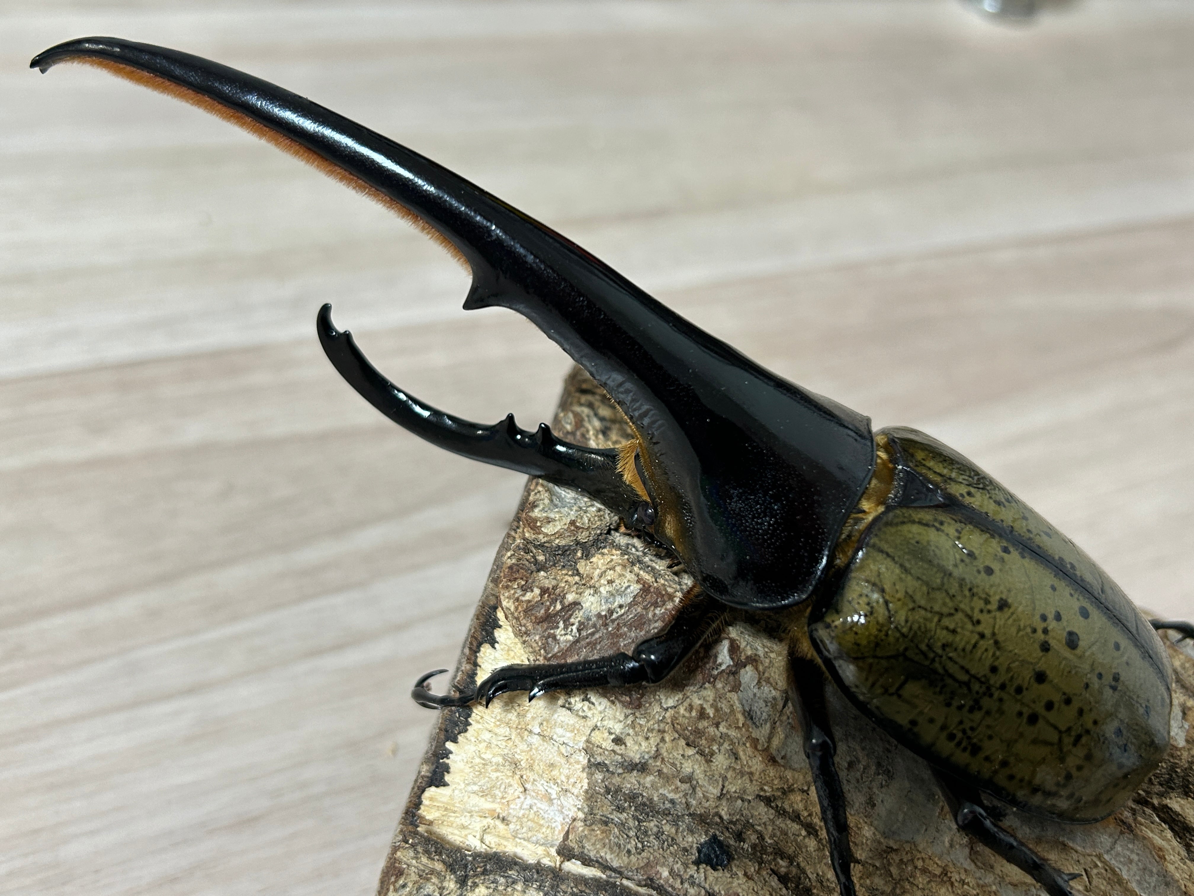 種親に！】ヘラクレスオオカブト ♂167.7mm 《31A×momo835》 | アート