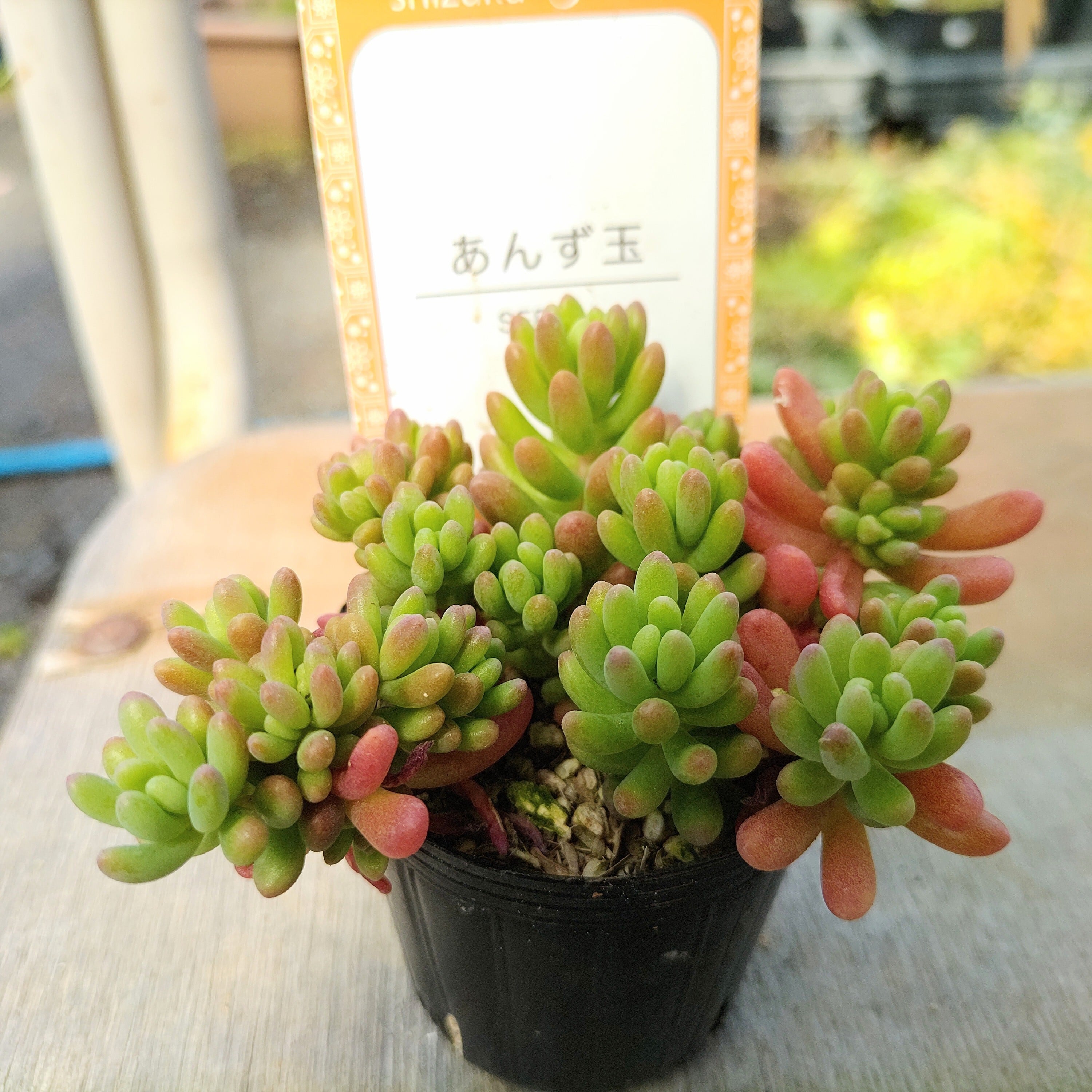 あんず玉（雫ファーム）限定2点 | RuPo 多肉植物専門店