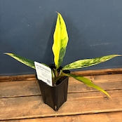 フィロデンドロン キャラメルマーブル【838】