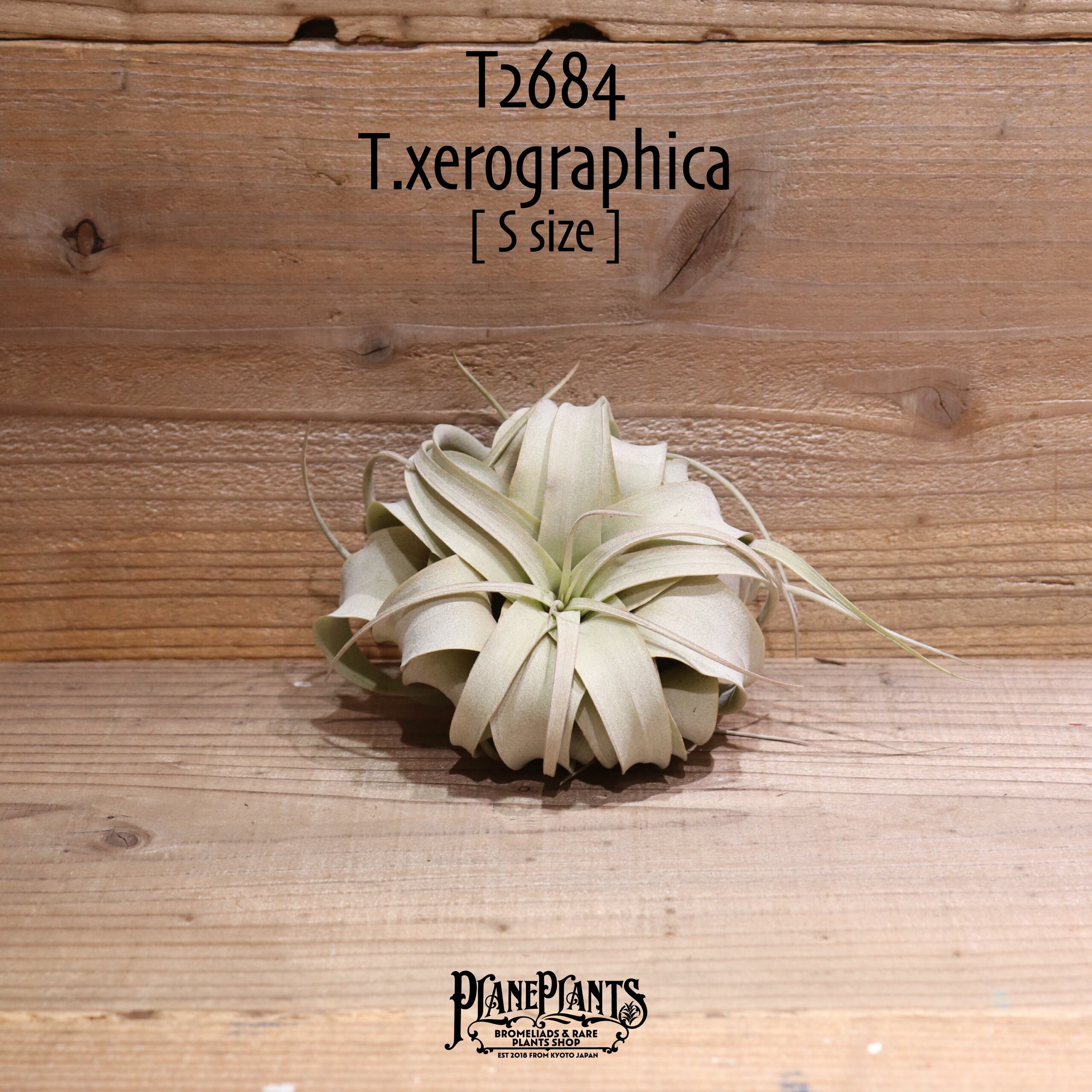 【送料無料】キセログラフィカ S〔エアプランツ〕現品発送T2684