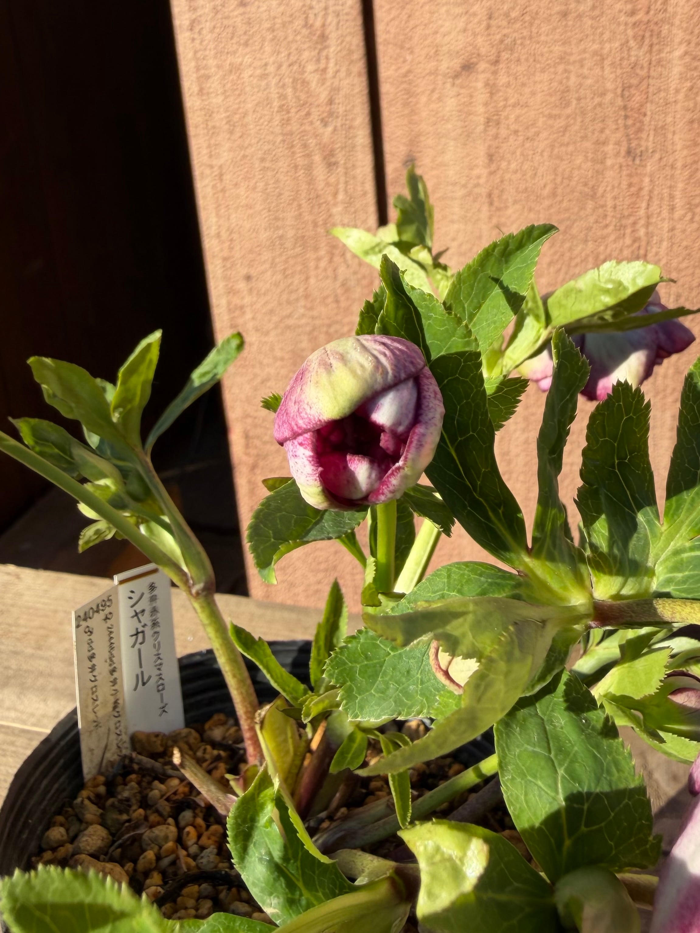 シャガール リバーシブル多花性 加藤農園 クリスマスローズ【ka45