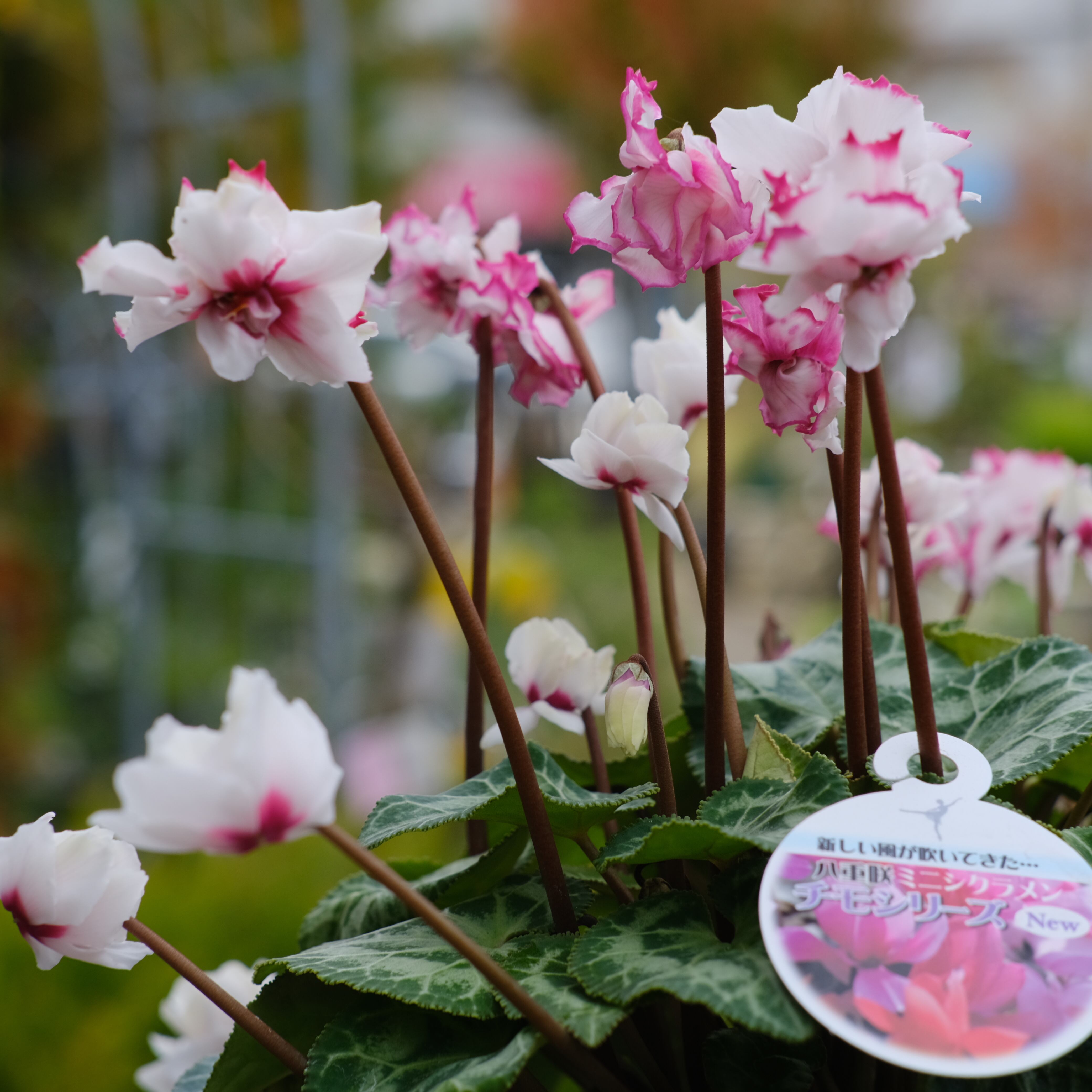 シクラメン チモシリーズ《 ビクトリア 八重 》 | グリーンギャラリー