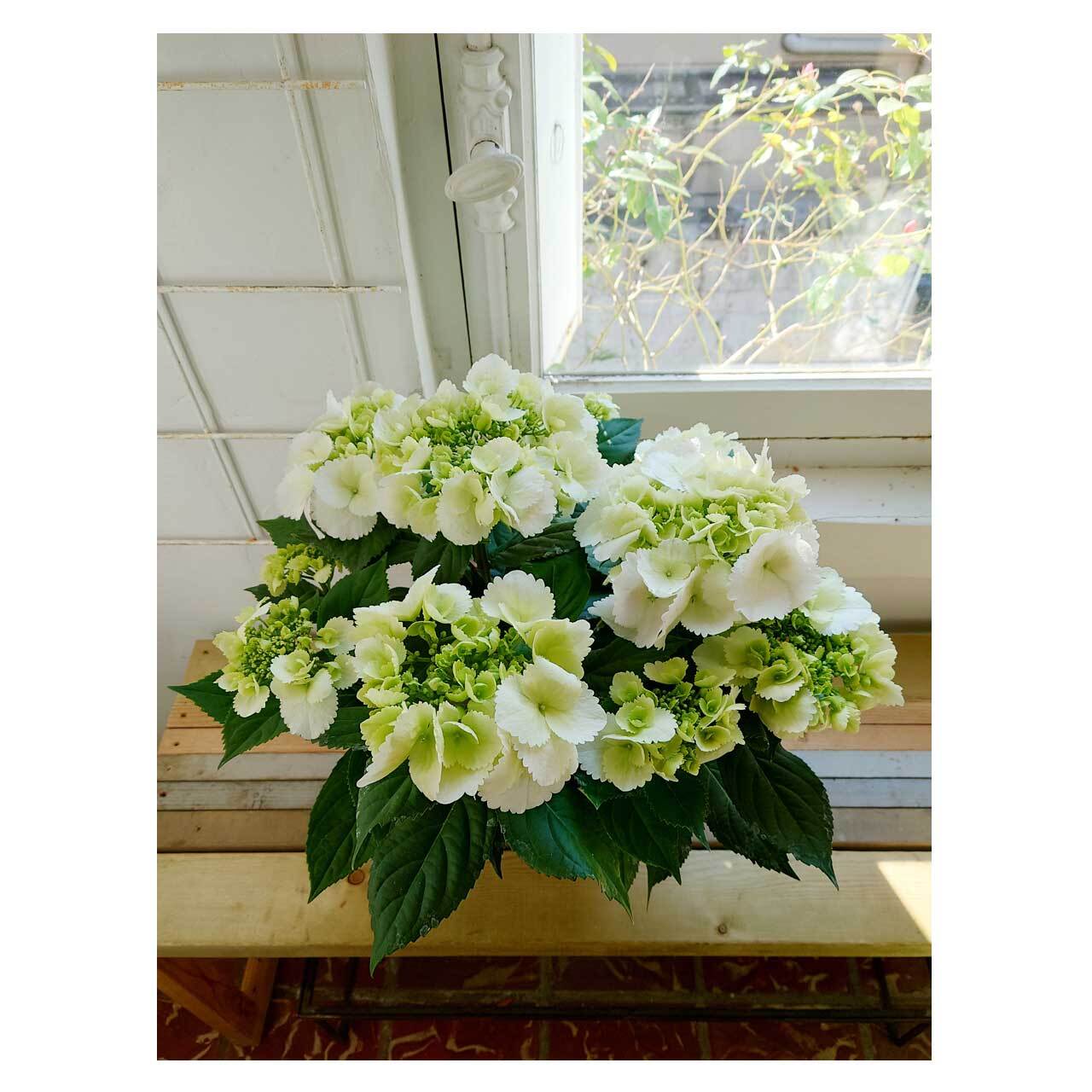 Hydrangea 'HaruHaru' | Seeding