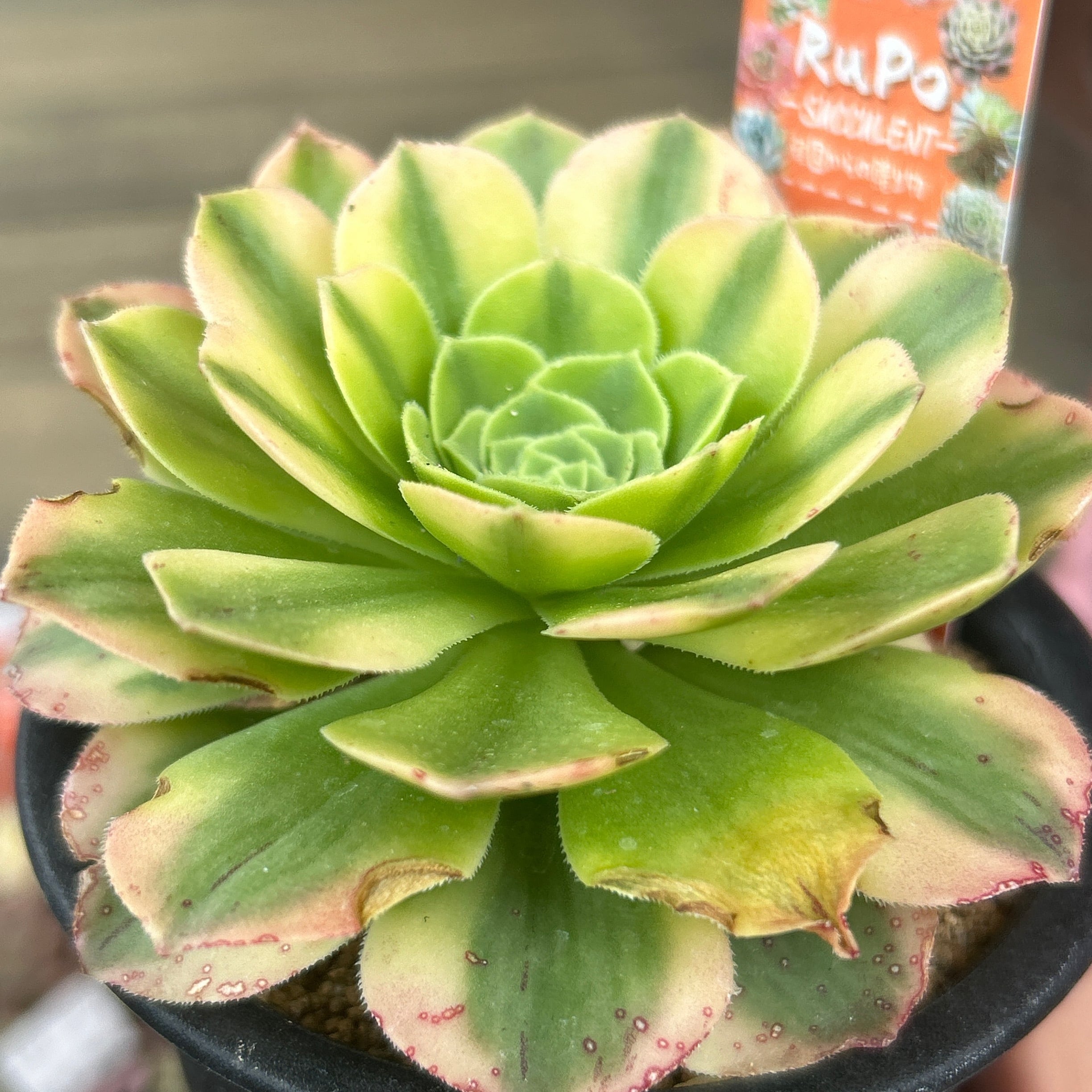 しゅみ出品 　フローレンス錦　フィレンツェ錦　大苗　最上級斑　多肉植物 多肉植物 フローレンス錦 フィレンツェ錦 しゅみ出品 フローレンス錦