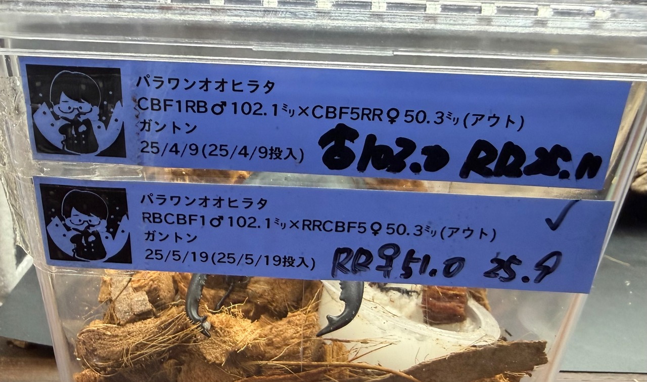 【赤目】《パラワンオオヒラタクワガタ レッドアイ 103mm ペア》クワカブの部屋三森氏ブリード個体