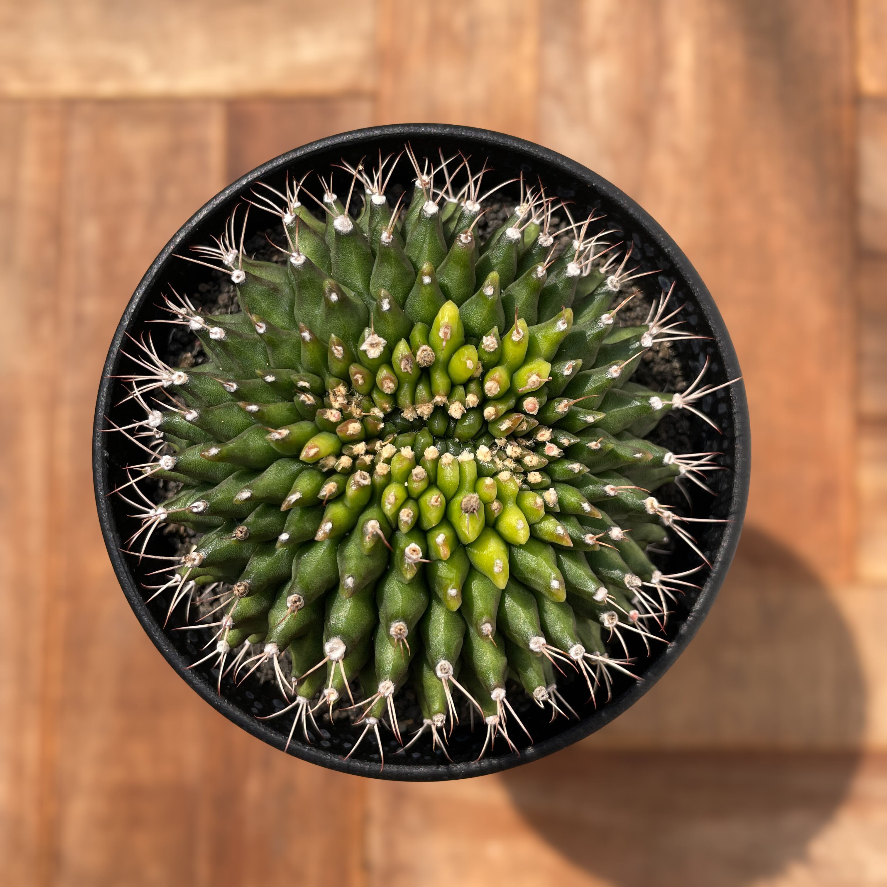 Gymnocalycium mihanovichii【ギムノカリキウム・ミハノビッチ棘なし