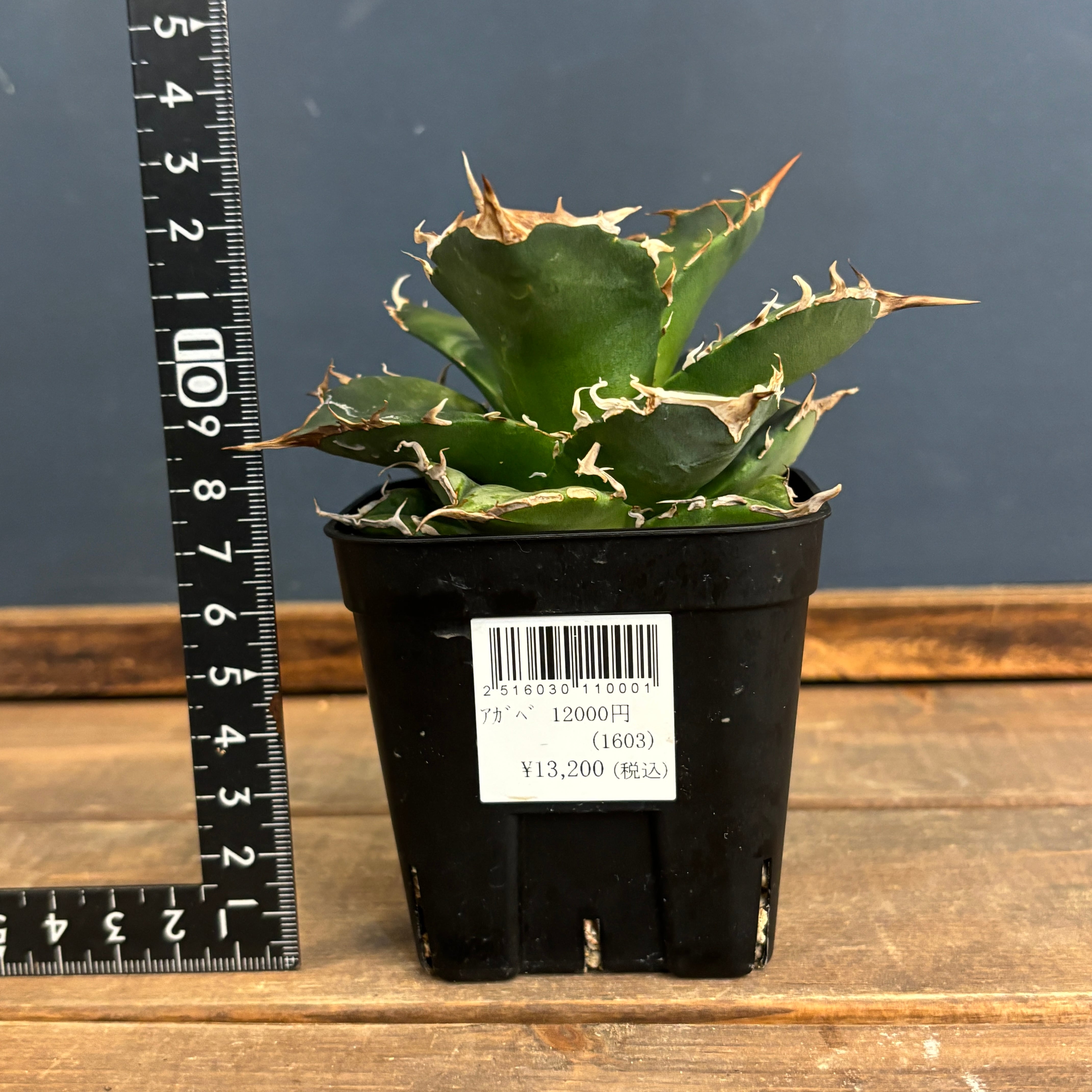 アガベ チタノタ グリフィン【309】 | PROTOLEAF プロトリーフ