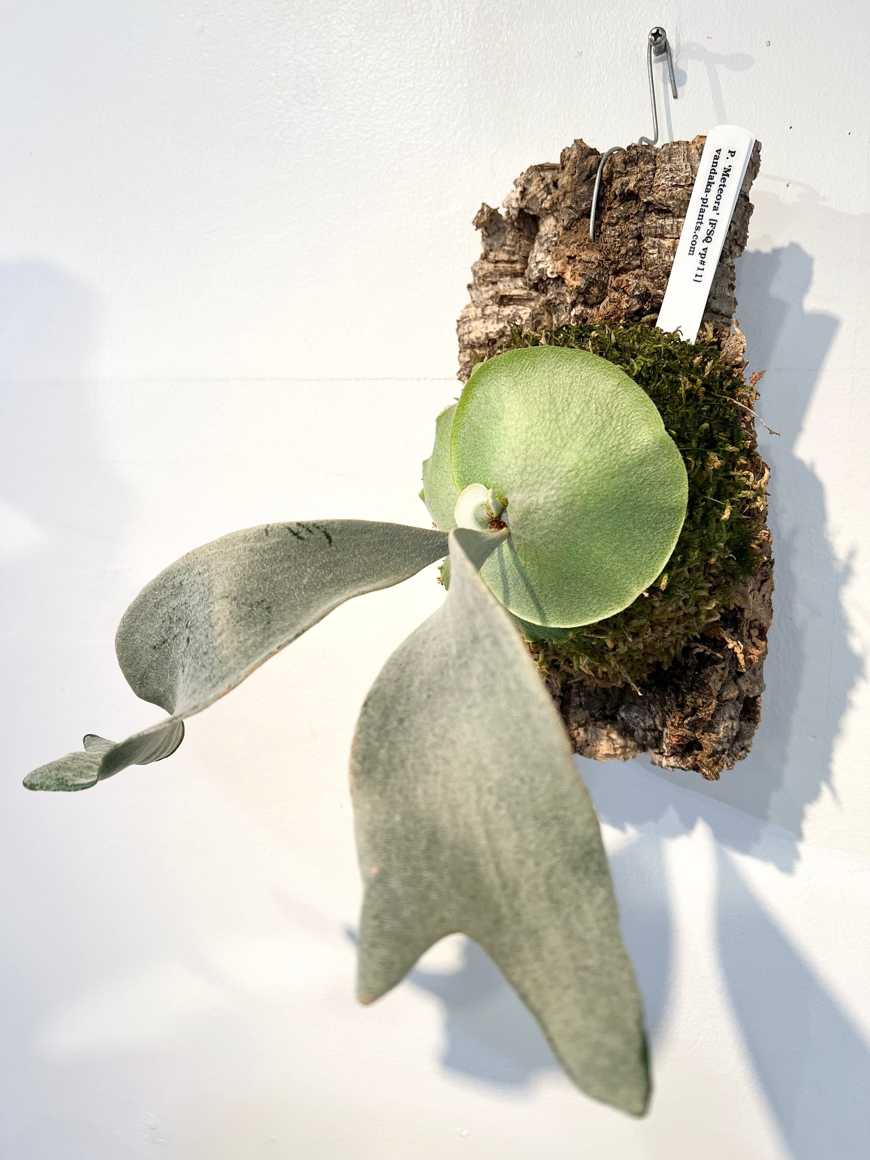 P. 'Meteora' (FSQ vp#11) ビカクシダ 'メテオラ' (FSQ vp#11