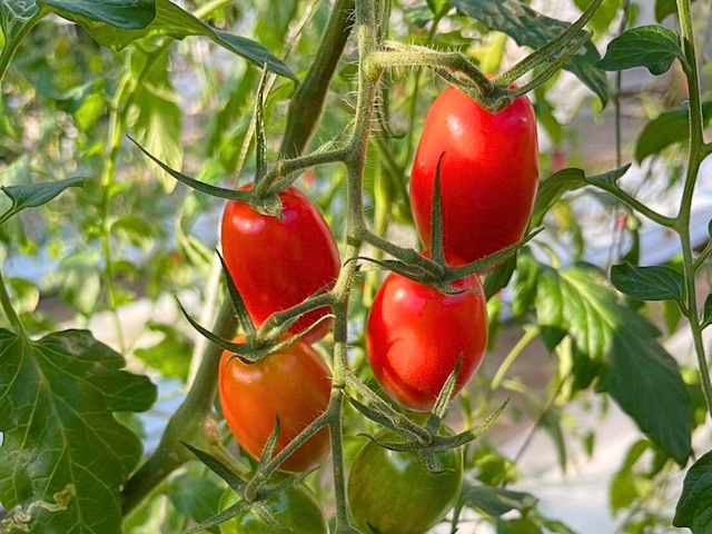 フラガール／D-design farm 岩手県産 ミニトマト1kg