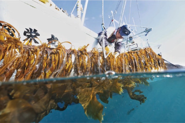 綾里の早採りワカメ1kg ＜期間限定＞2月中旬まで
