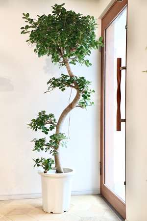 【希少】【渋谷区周辺エリア/配送料無料】【L】パンダガジュマル 曲げ木/Ficus microcarpa Panda　※鉢カバー別売り