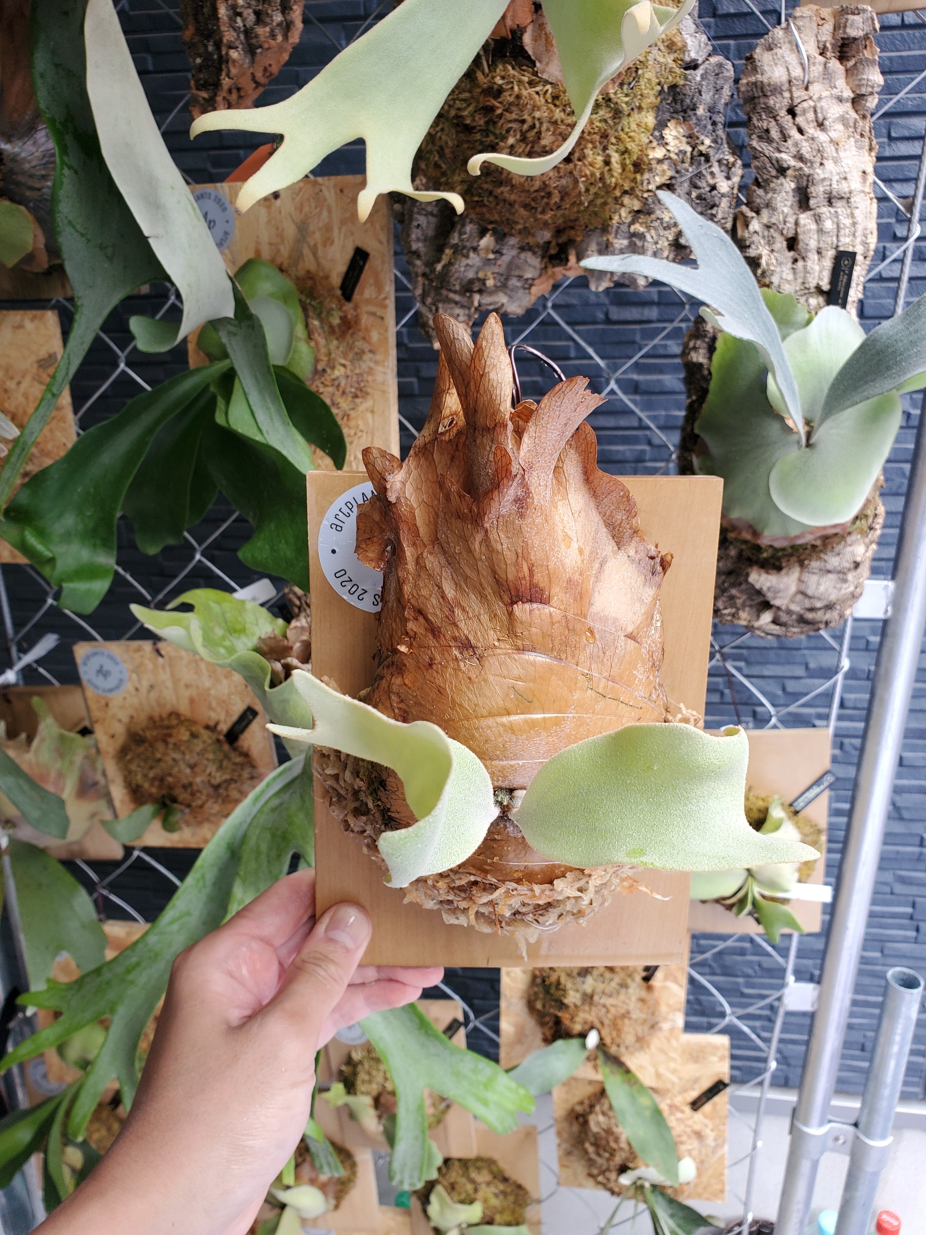 P.Paul Vespa 【artPLANTs】ビカクシダ/Platycerium | artPLANTs