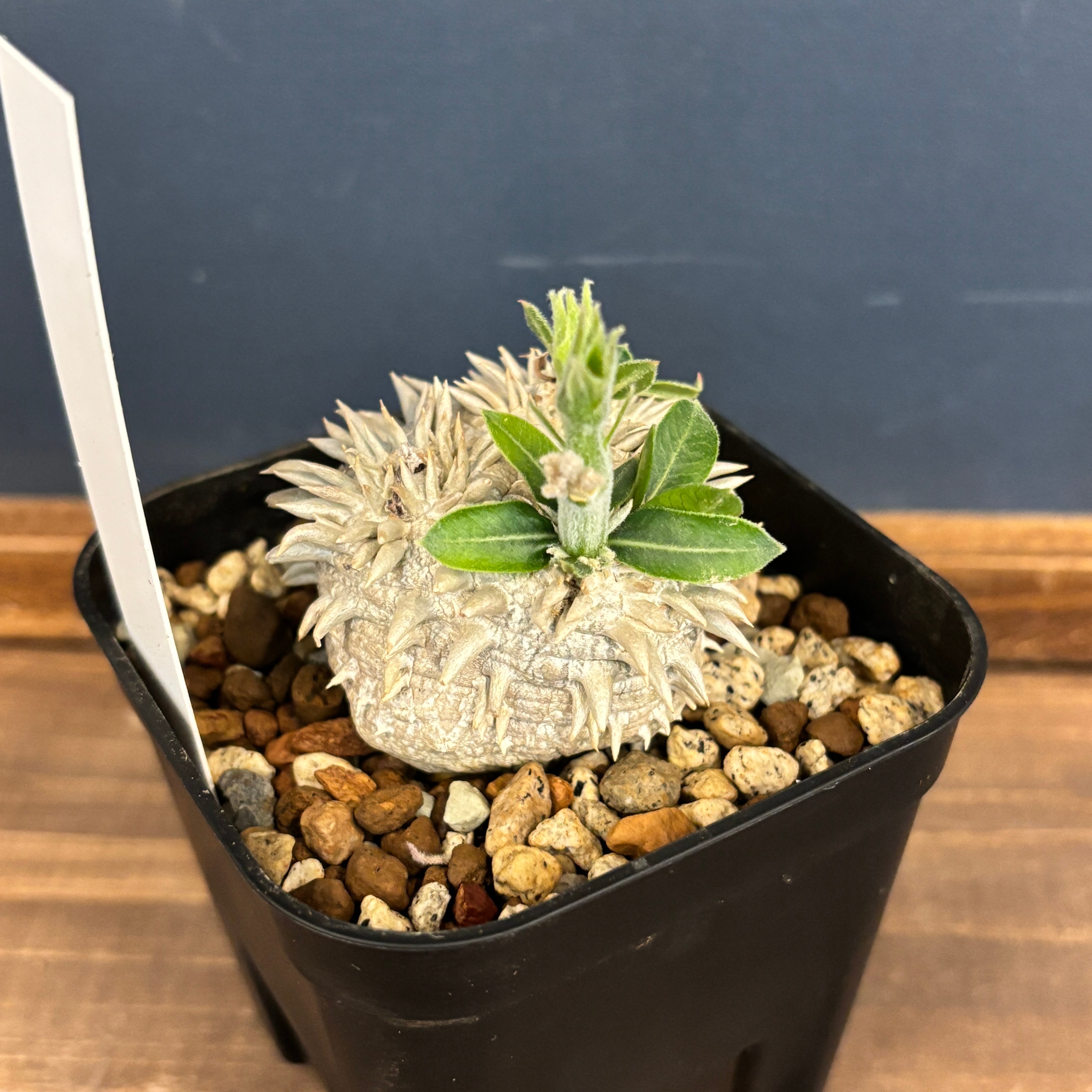 ☆P-6 珍品 パキポディウム エブレネウム×デンシカウレ 鉢ごとメルカリ便 ☆P-6 珍品 パキポディウム エブレネウム×デンシカウレ 鉢ごと