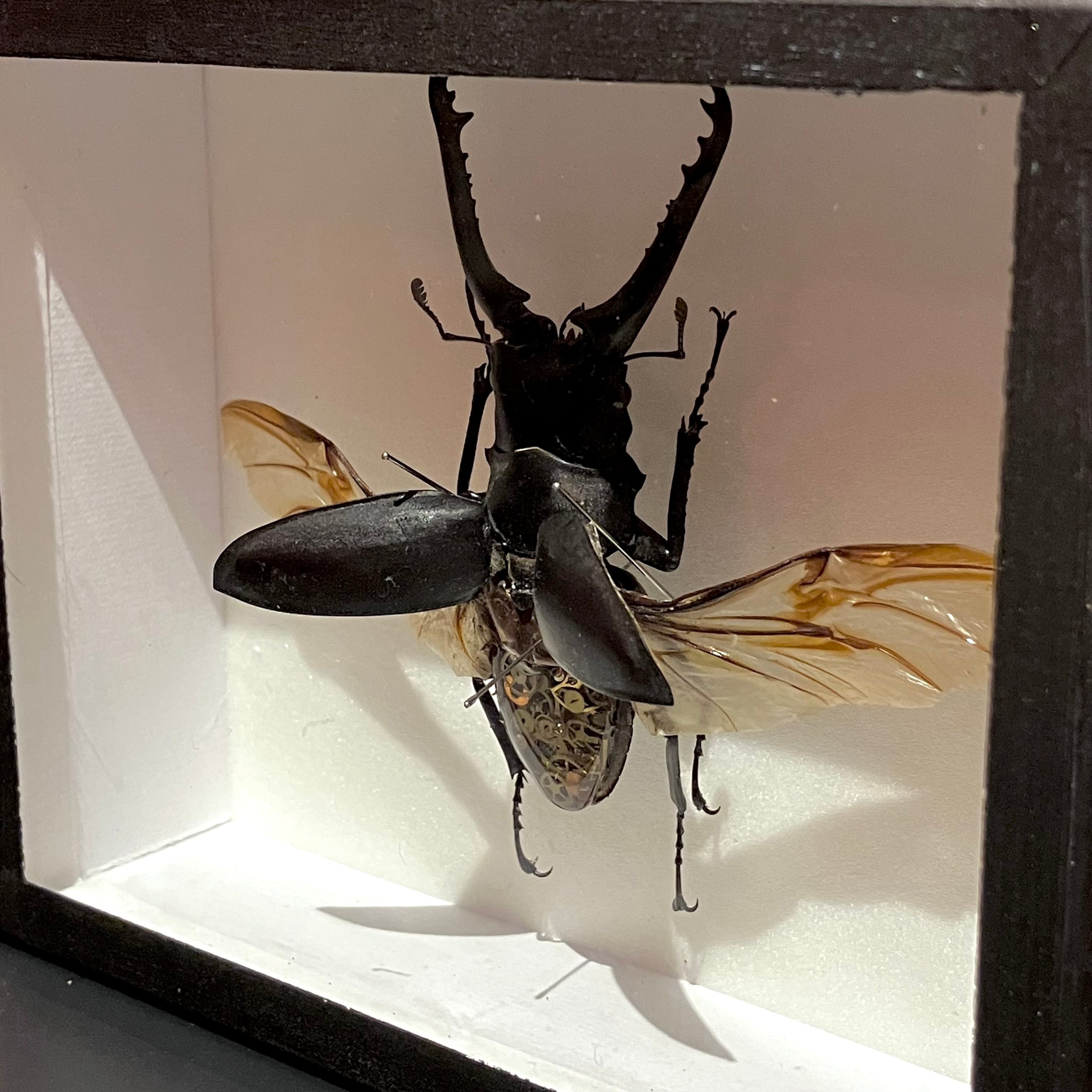 うつせみ標本屋】機械仕掛けの昆虫標本 11 | HOW HOUSE