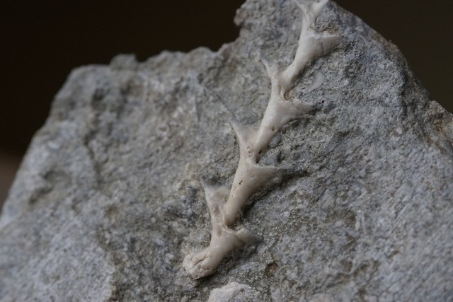 アルキメデス　化石　Archimedes sp. ②