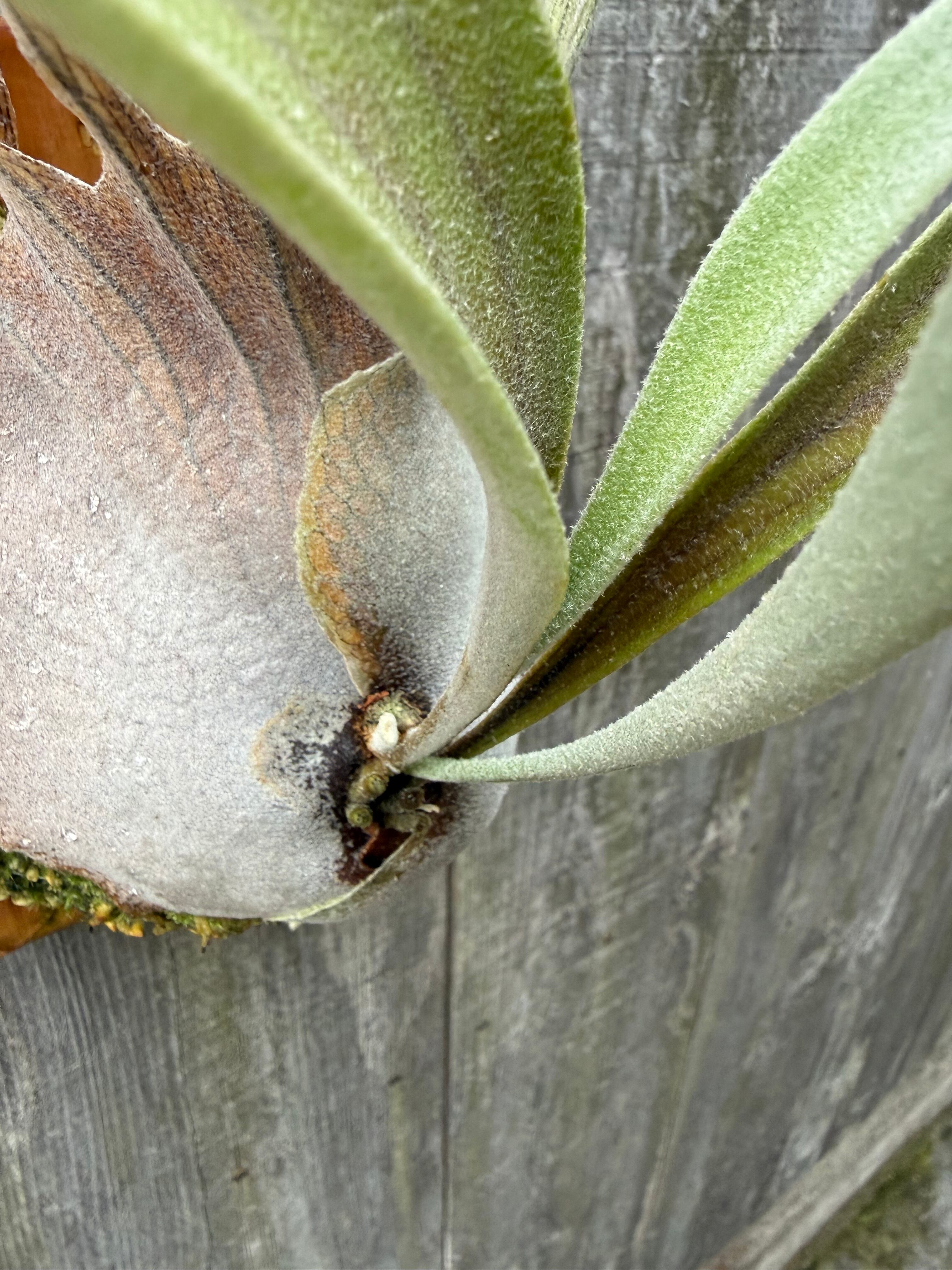 P. veitchii Auburn river spore | naturefix