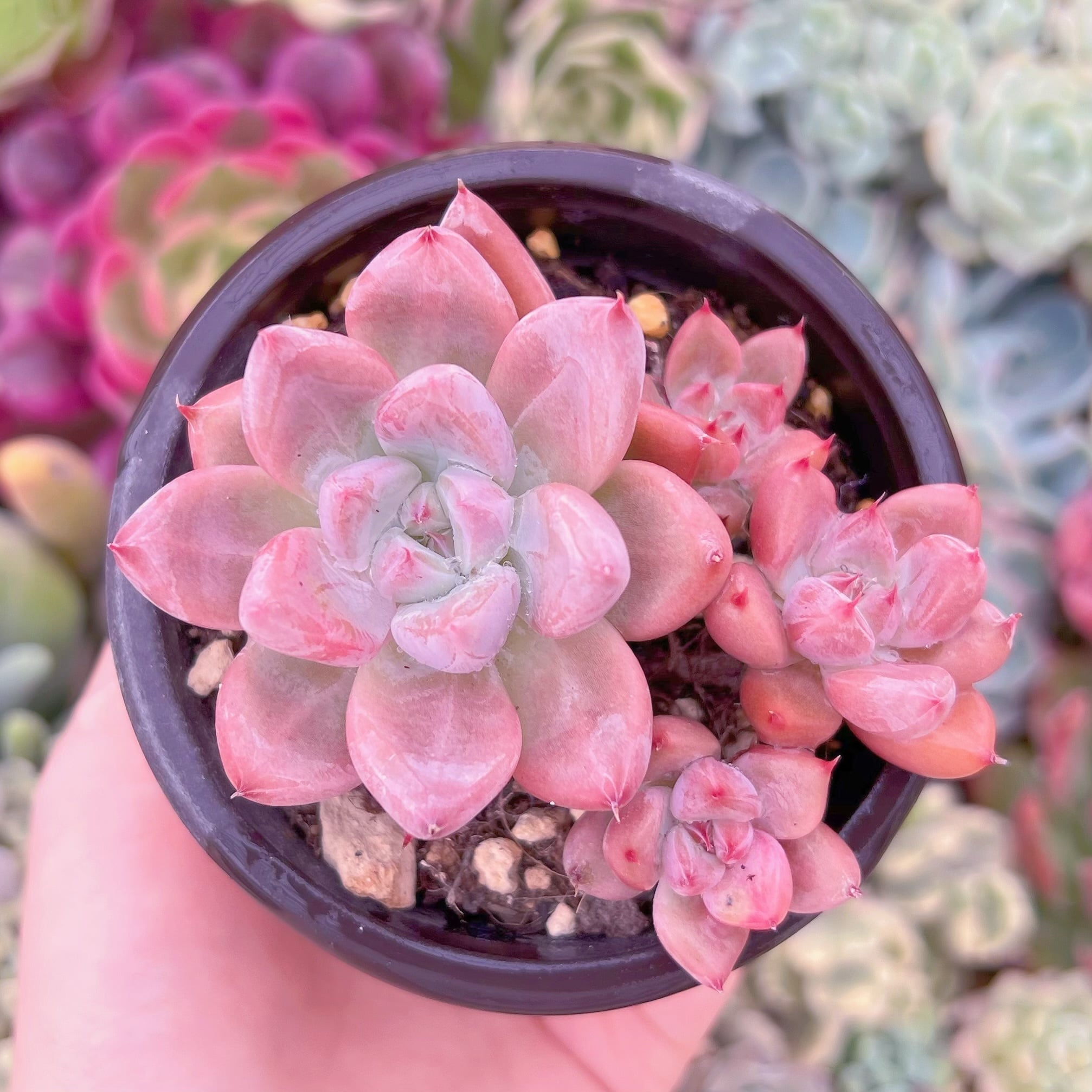 現品　ウェーディングリング#F041　古株　るる農園