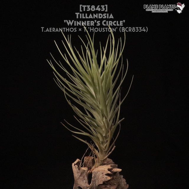 【送料無料】sphaerocephala × caput-medusae〔エアプランツ〕現品発送T3836