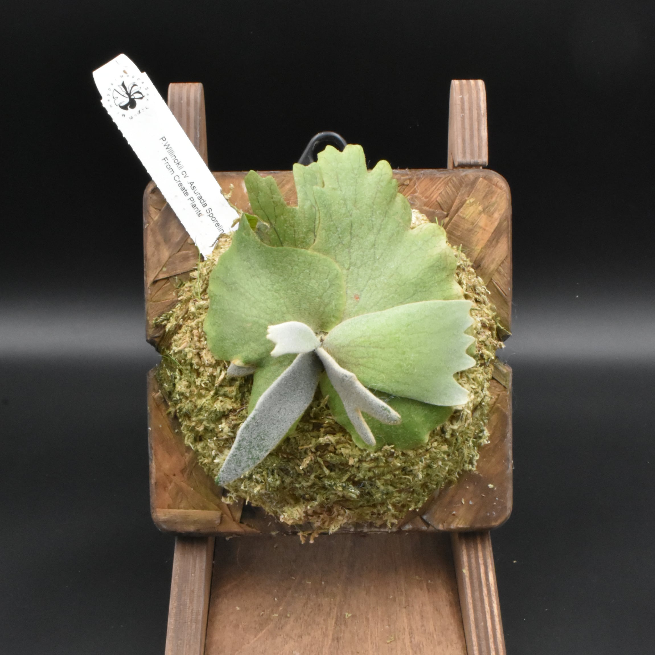 ビカクシダ | はっぱさん【HAPPA SAN PLANT STUDIO】