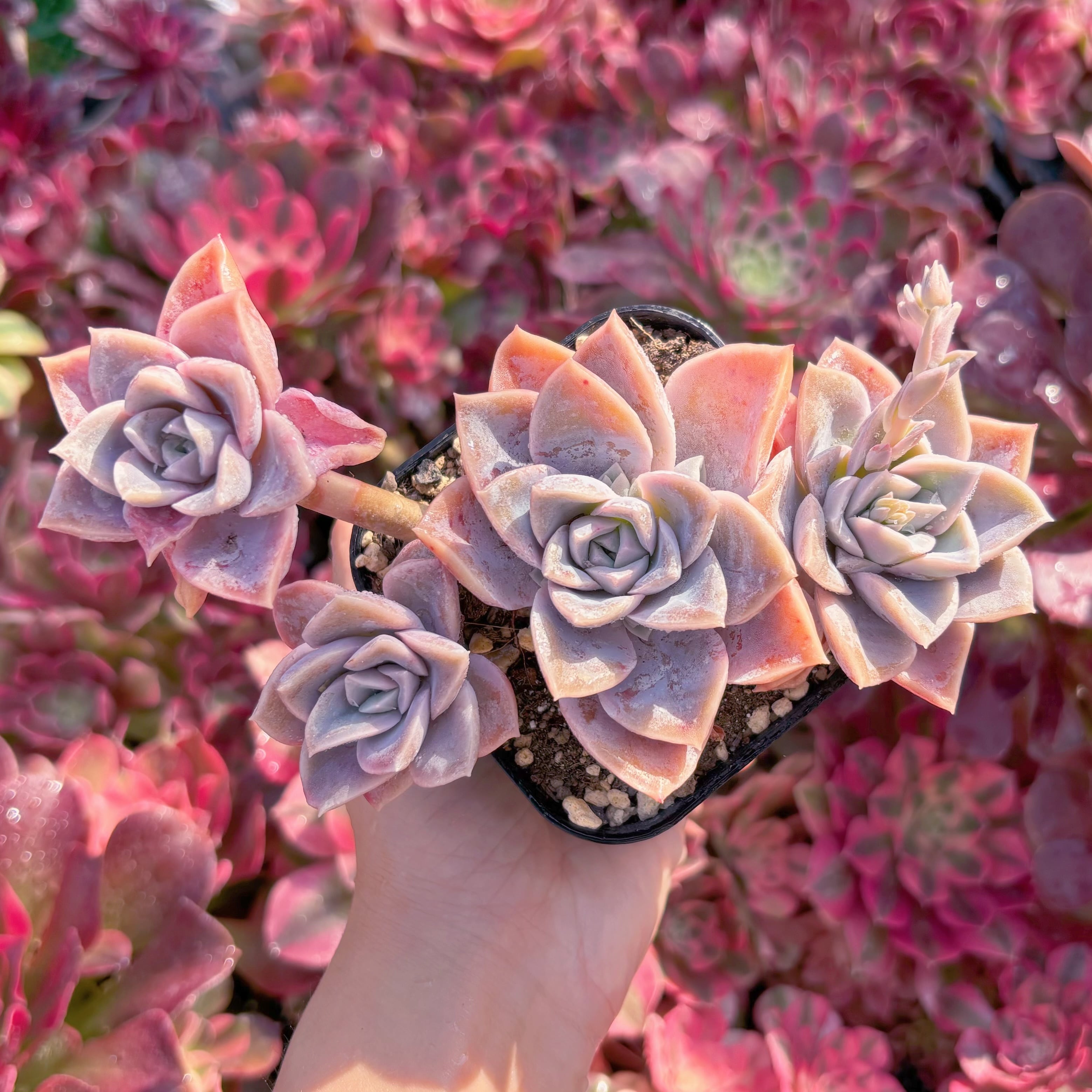 現品　ラブリーローズx白牡丹#K103　るる農園