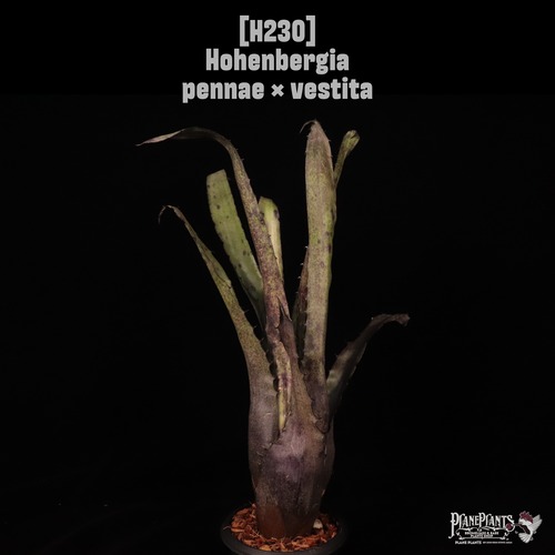 【送料無料】Hohenbergia pennae × vestita〔ホヘンベルギア〕現品発送H230
