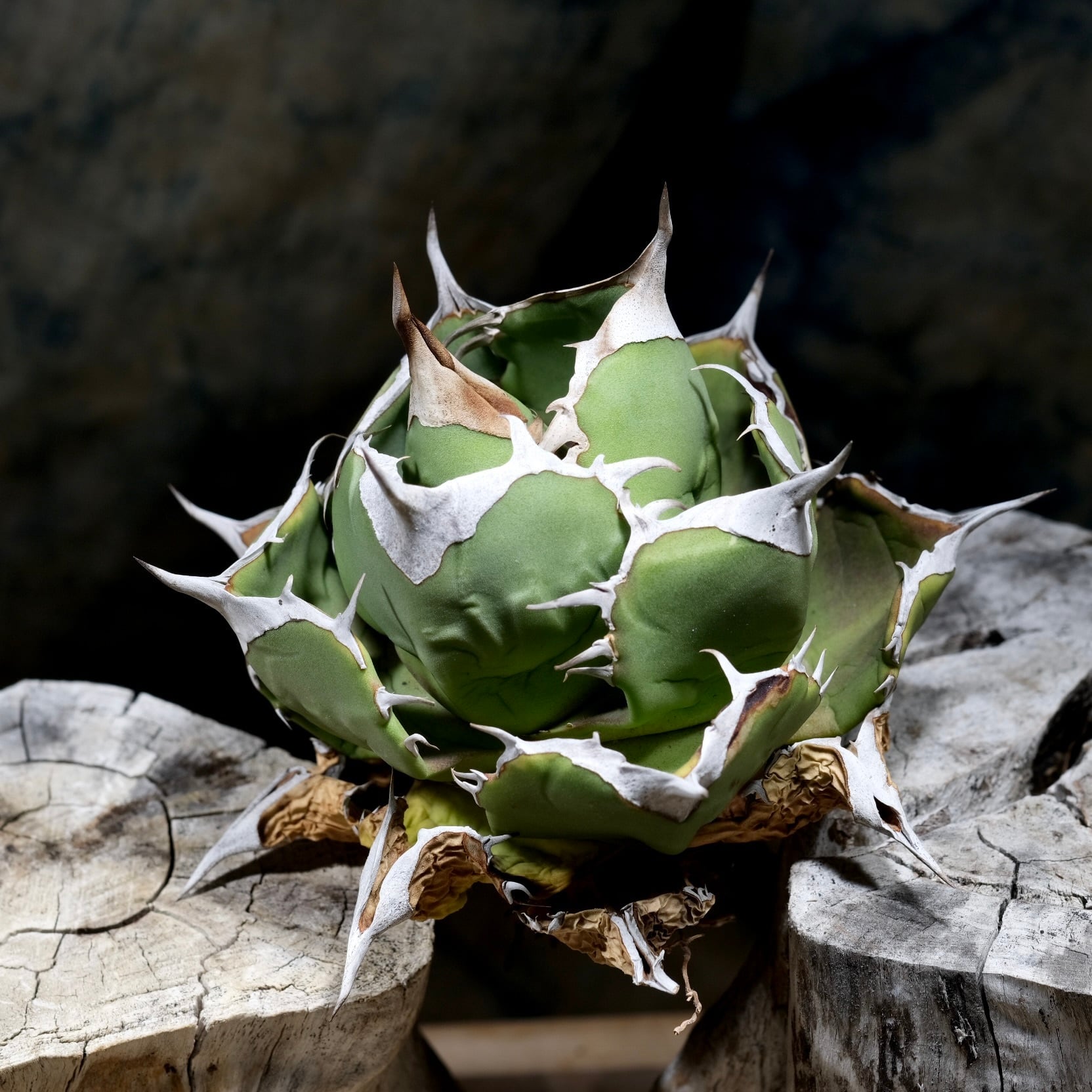アガベ チタノタ チェリーボム 親株ごと Agave titanota Wabi チェリーボム 13cm(子株付） | wabi