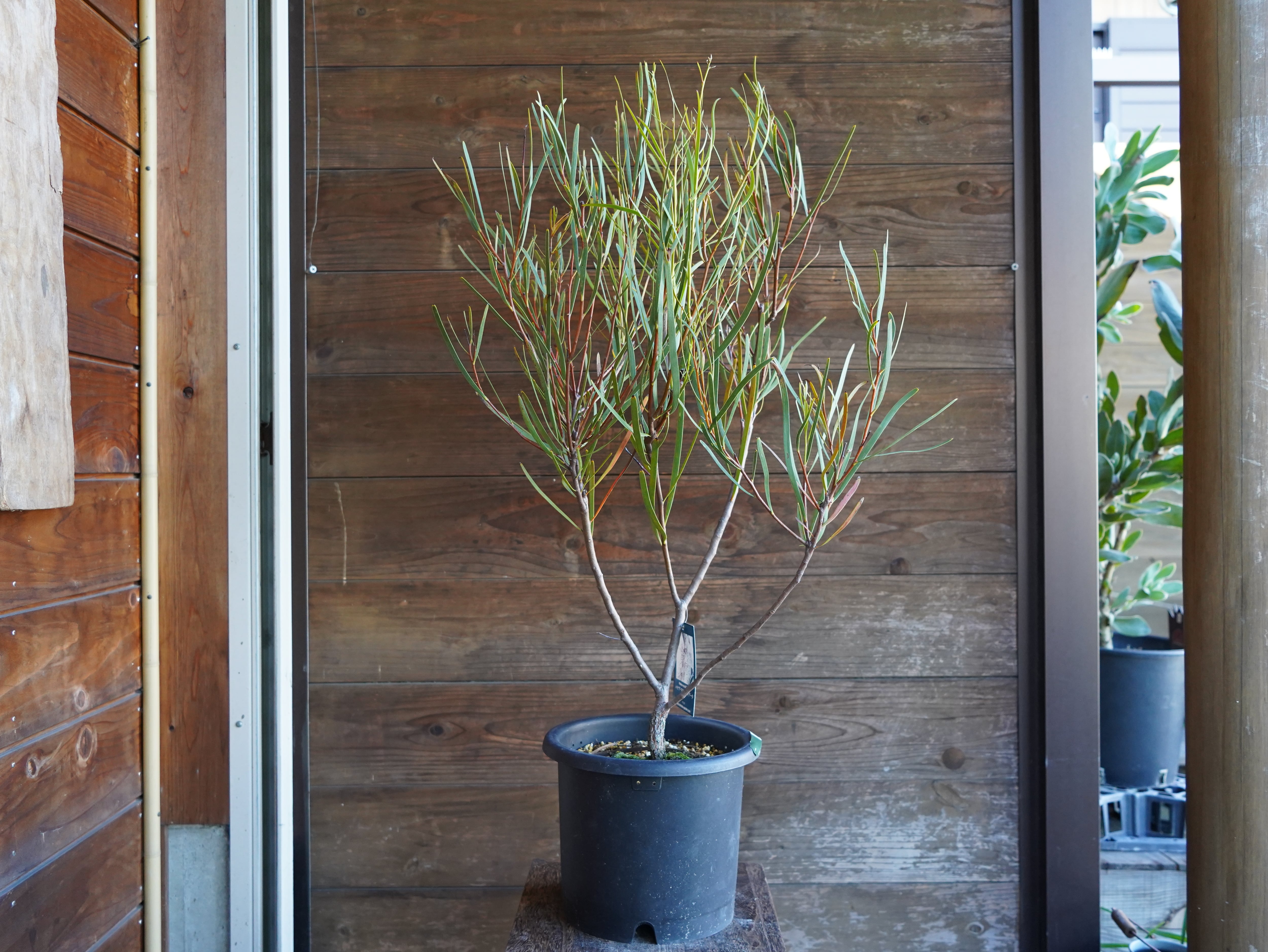 【現物】ハケア　”マルチリネアータ”