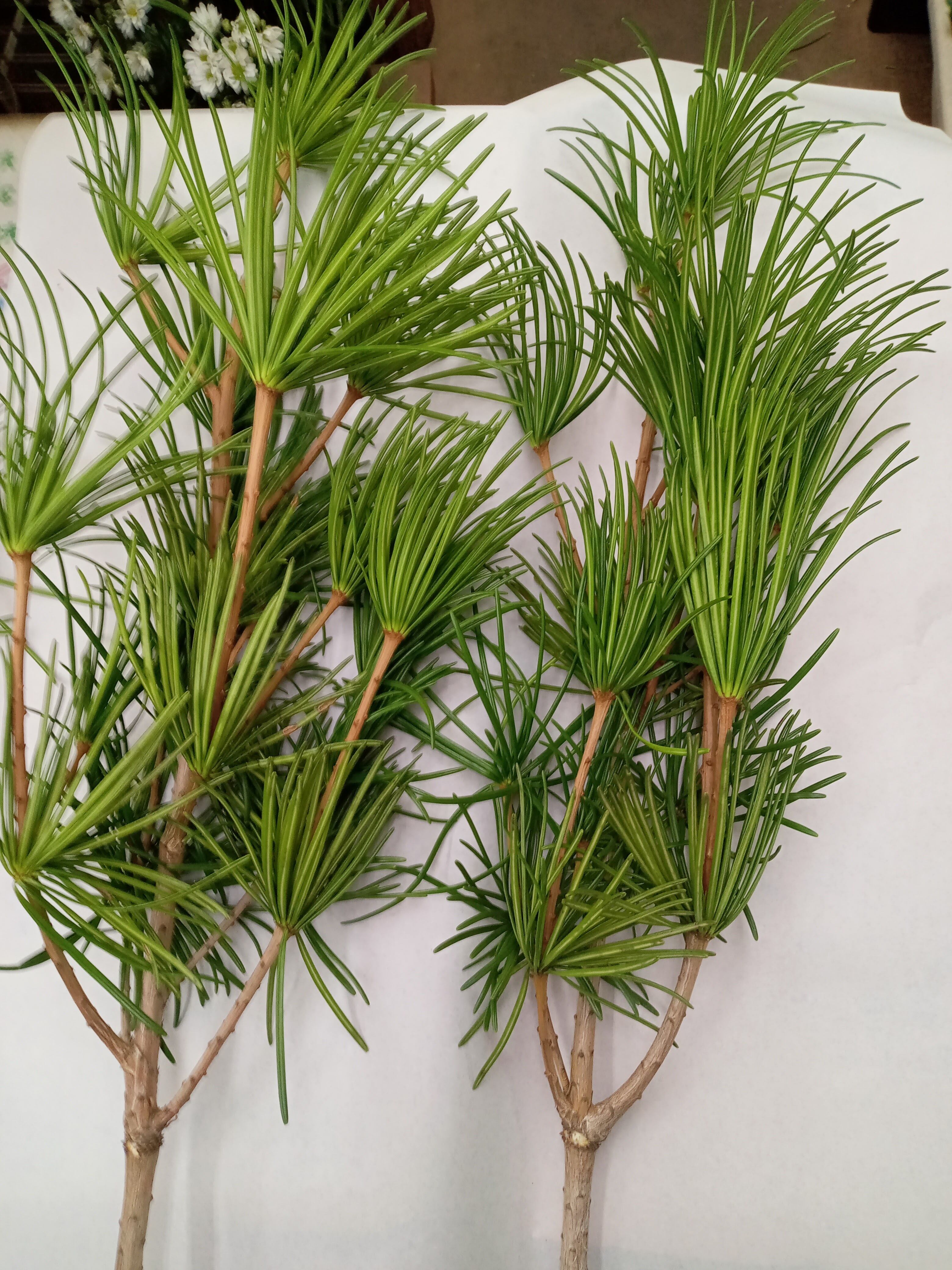 d93f15bbe67652f5c186bc5d87b60c