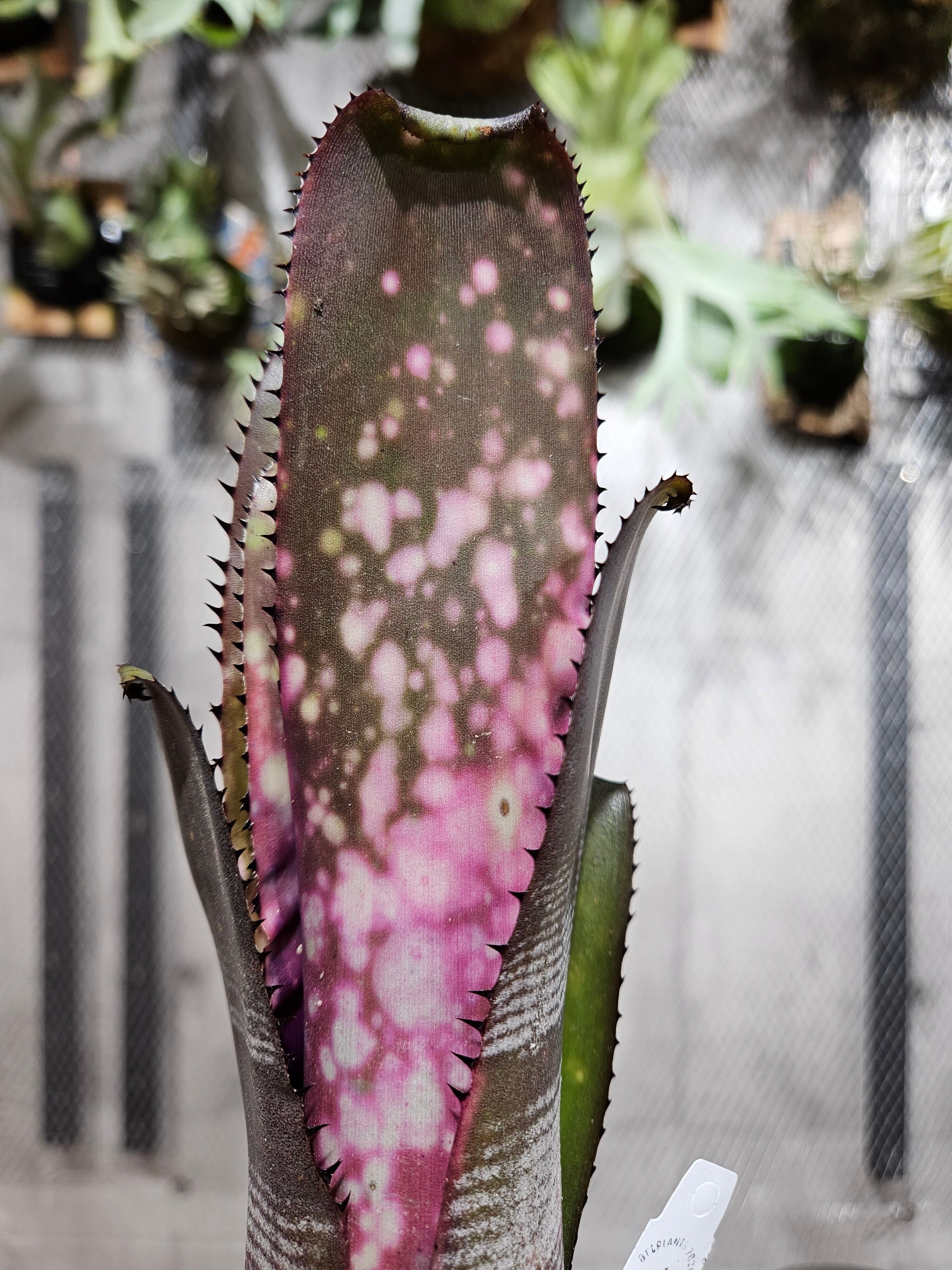 Billbergiaセット　ビルベルギア Billbergiaセット ビルベルギア