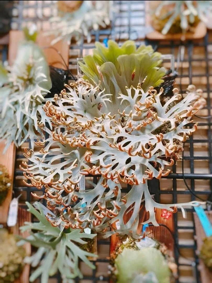c) P. willinckii 'Mew' x P. willinckii 'Snow' ② ビカクシダ