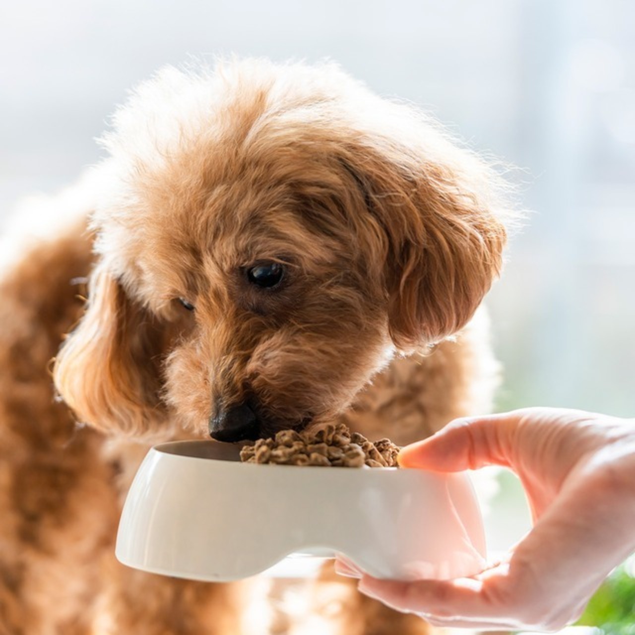 パティシエ　ホットケーキ　[010094]