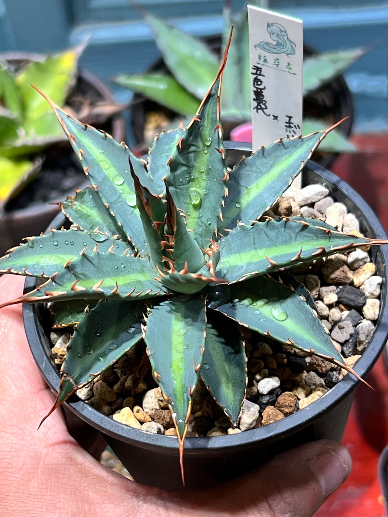 【 五色萬代 × 妖炎】 ②