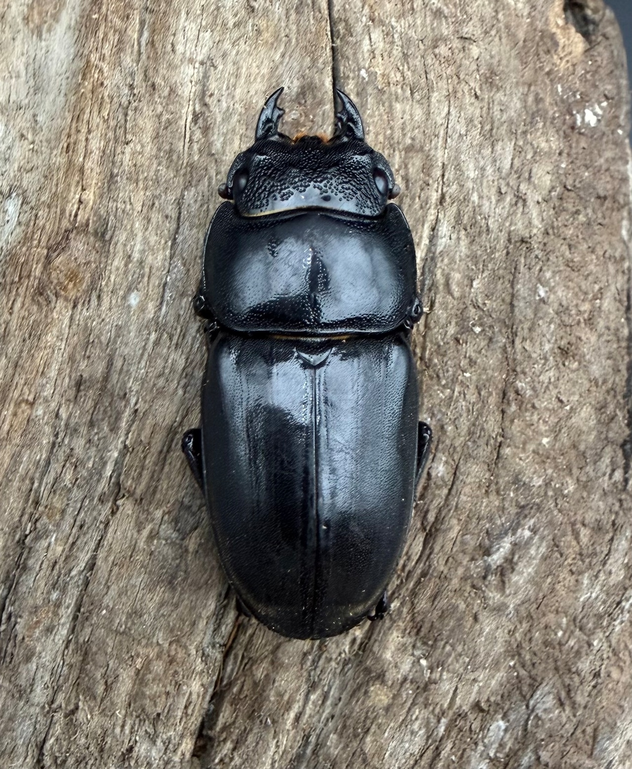 【WD】《ミンダナオヒラタ マラグサン産 83mm ペア》