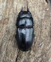 【WD】《ミンダナオヒラタ マラグサン産 83mm ペア》