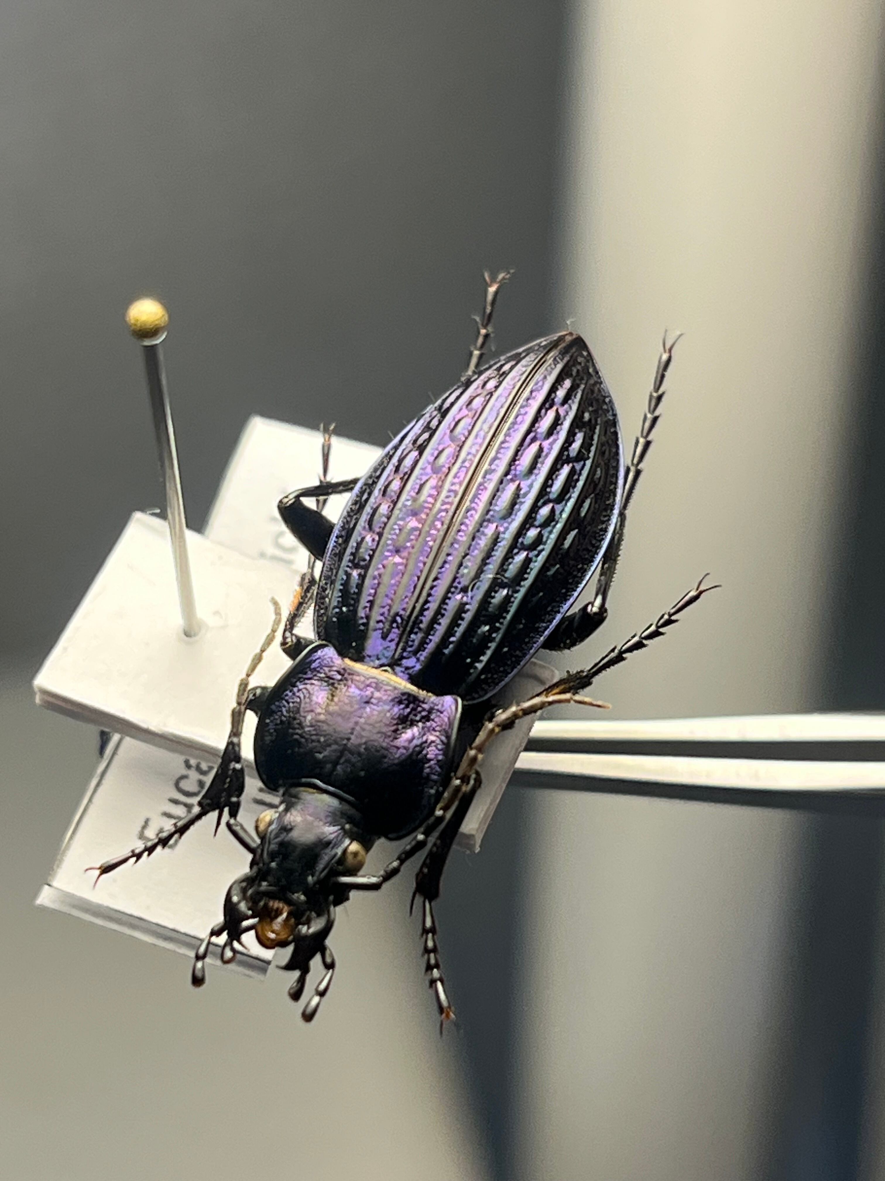 ミドル】シリキレグモ トラップドアスパイダー タランチュラ ムカデ