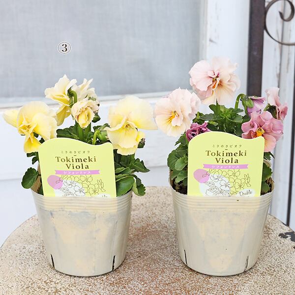 花苗 ビオラ ときめきビオラ 3.5号 おしゃれ かわいい 奥田園芸 ピンク