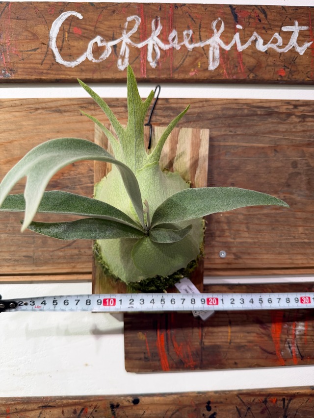 【ビカクシダ】ウルバリン！大人気植物！写真の現物配送です）