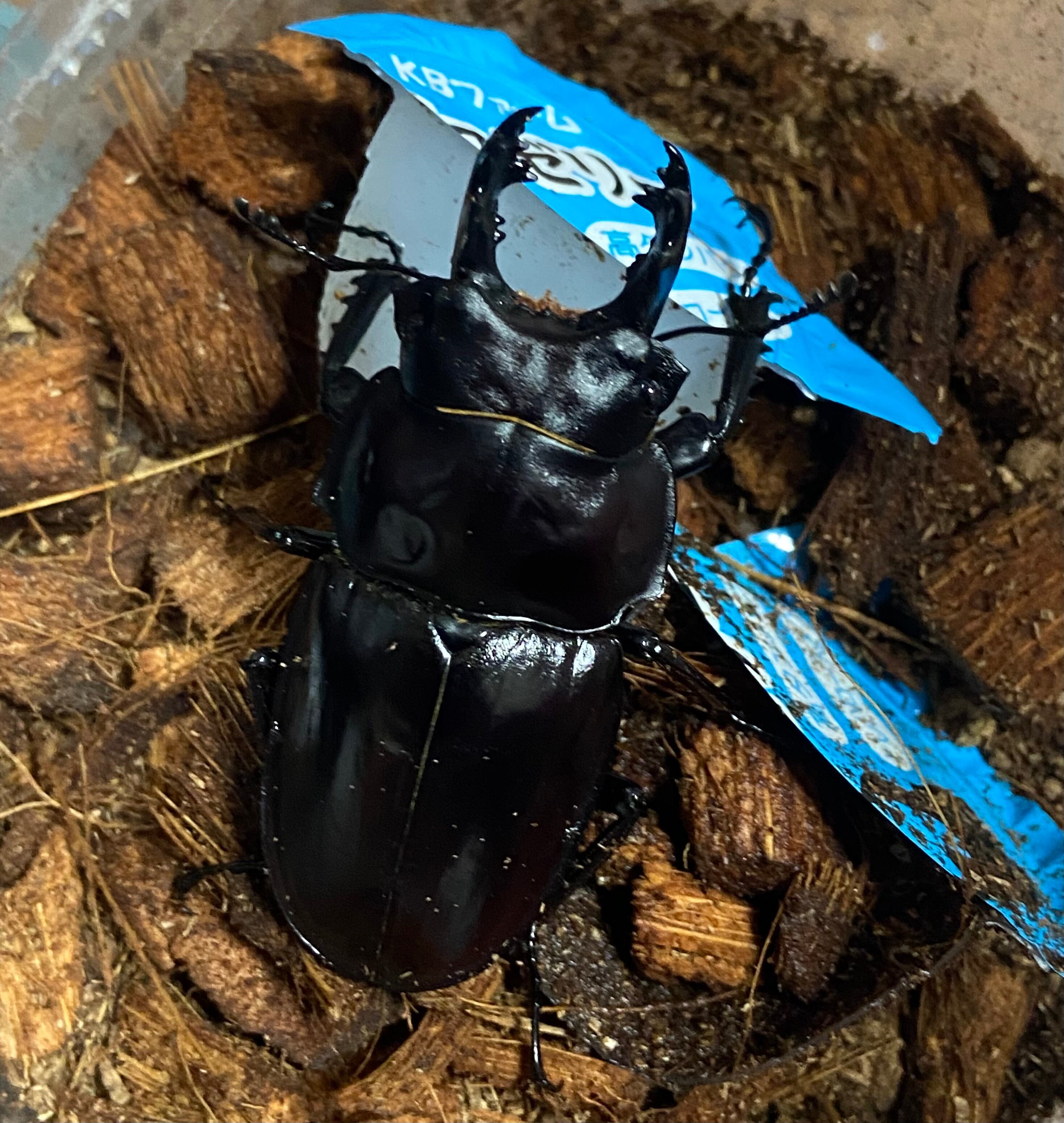 bugsalert